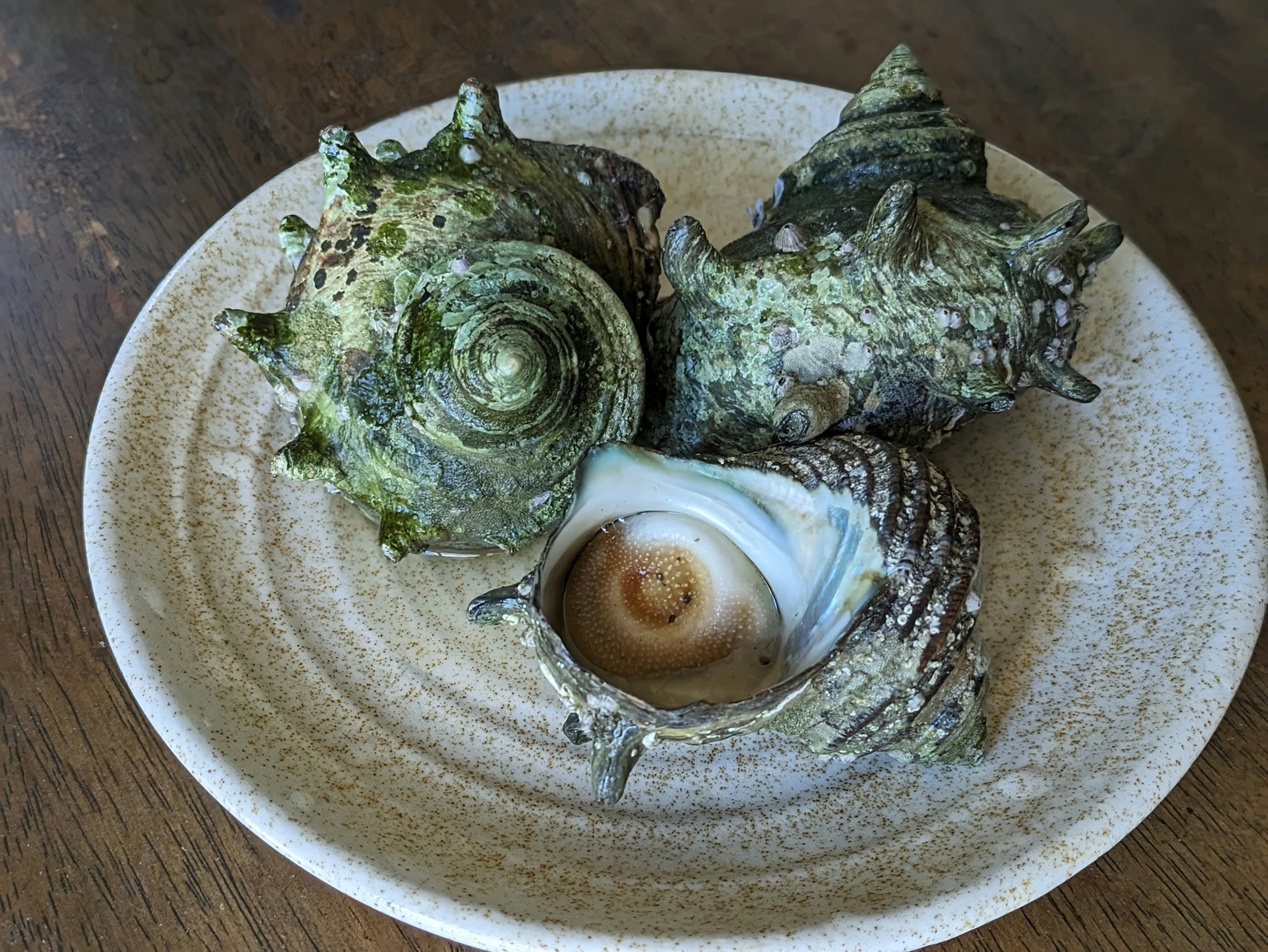 Image of three shells on a plate one with a white interior