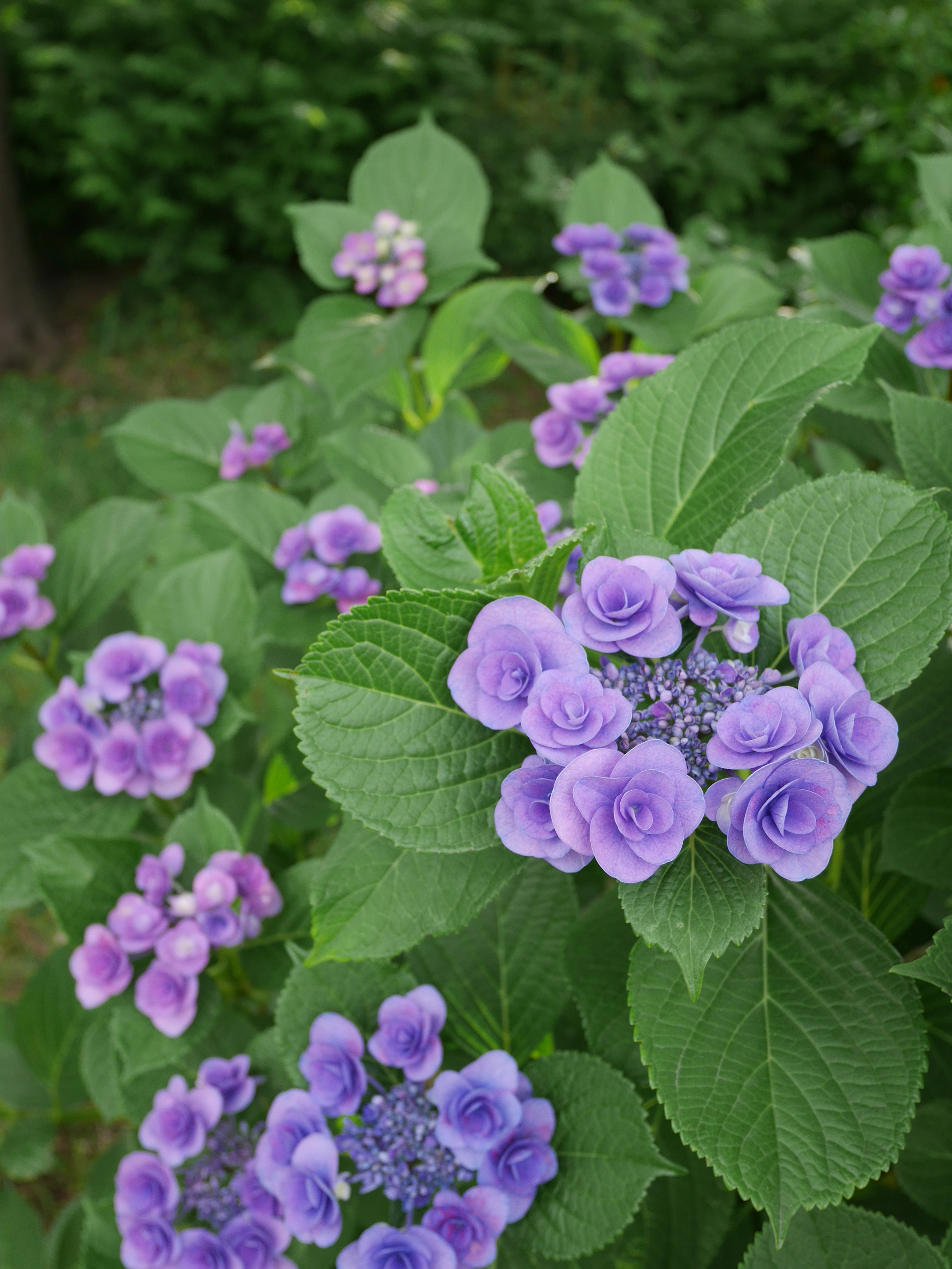 紫色の花を持つハイドランジアの群生