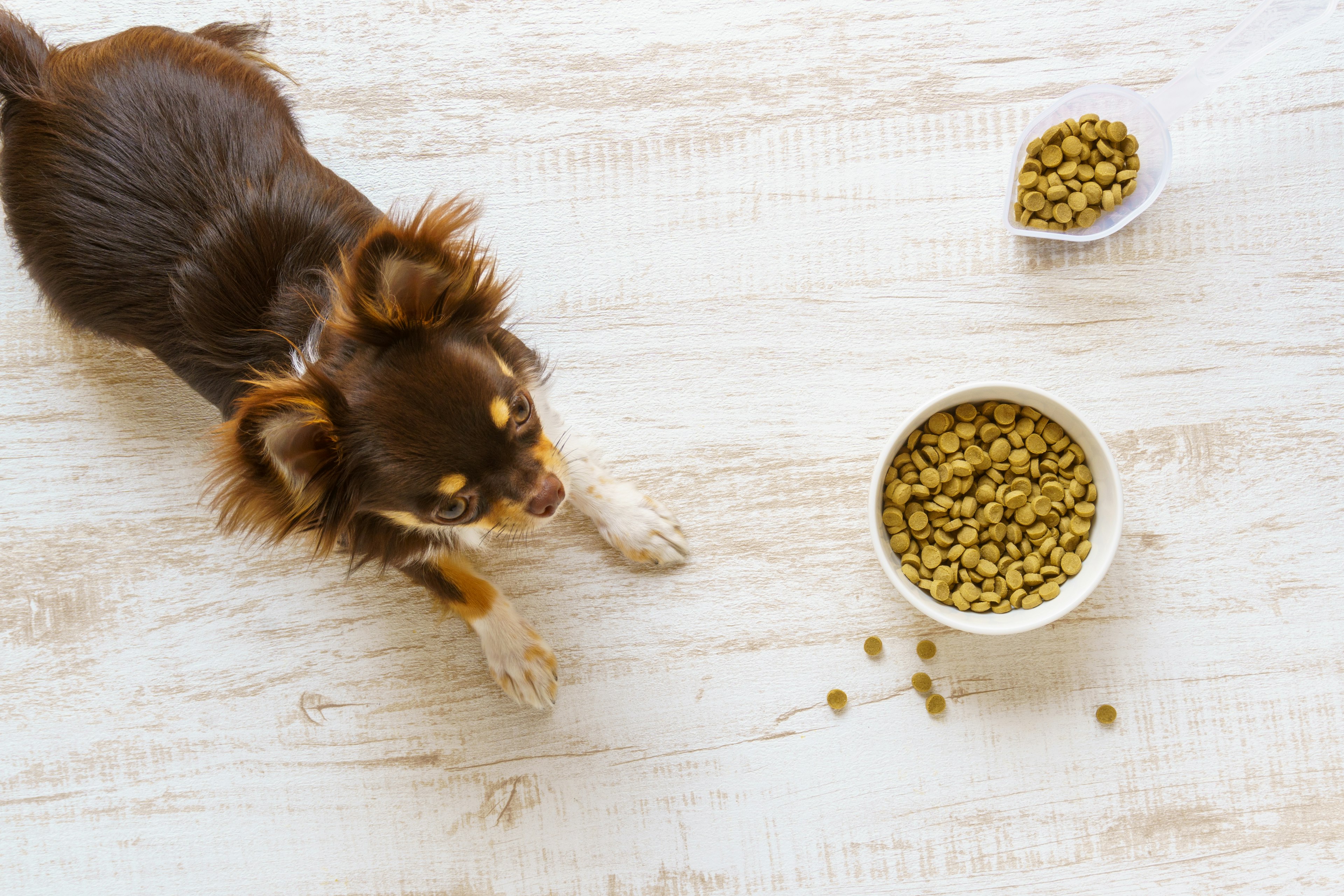 A dog near its food bowl with scattered kibble on a wooden floor