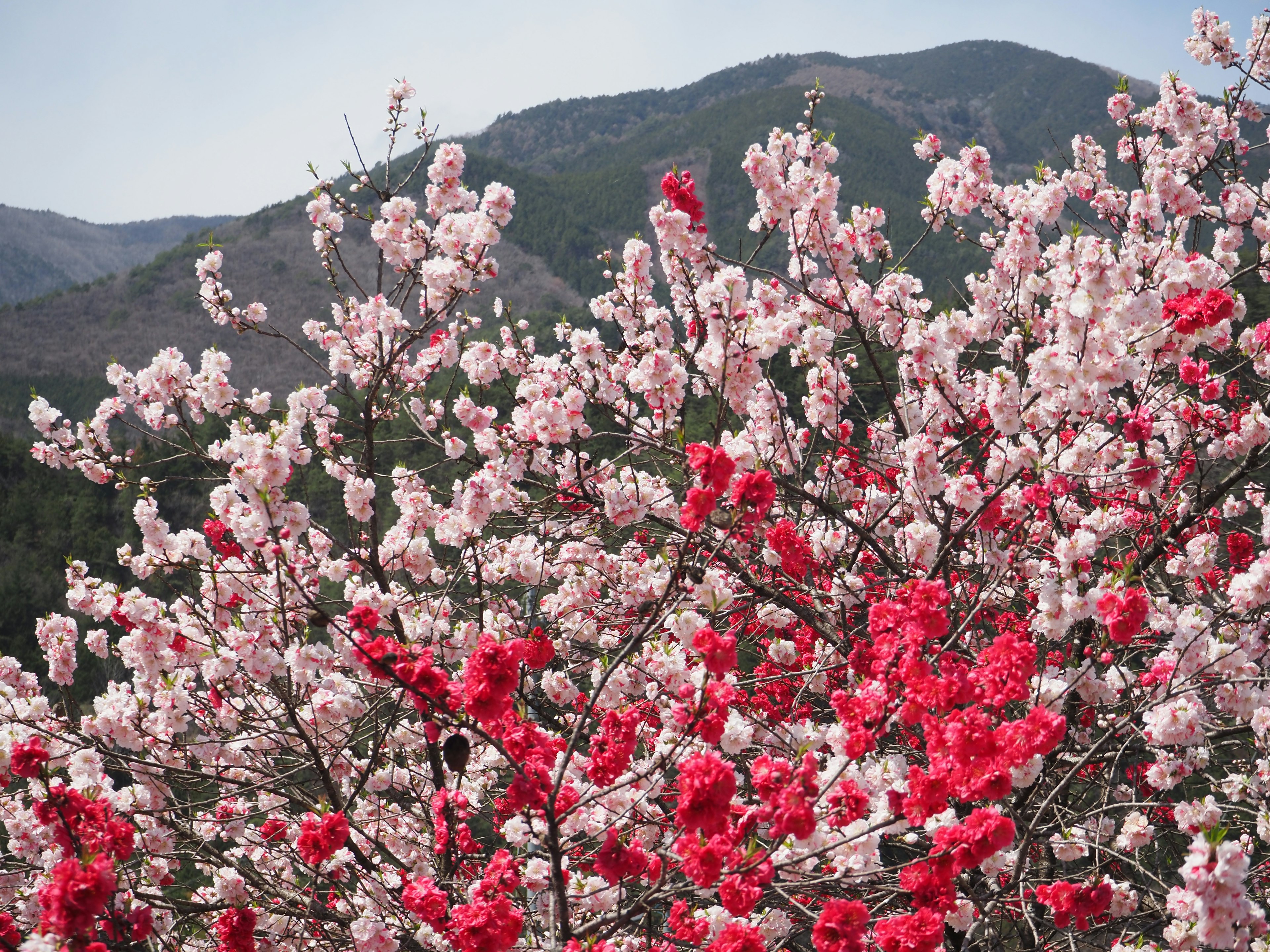 Vista escénica de árboles con hermosas flores rosas y rojas