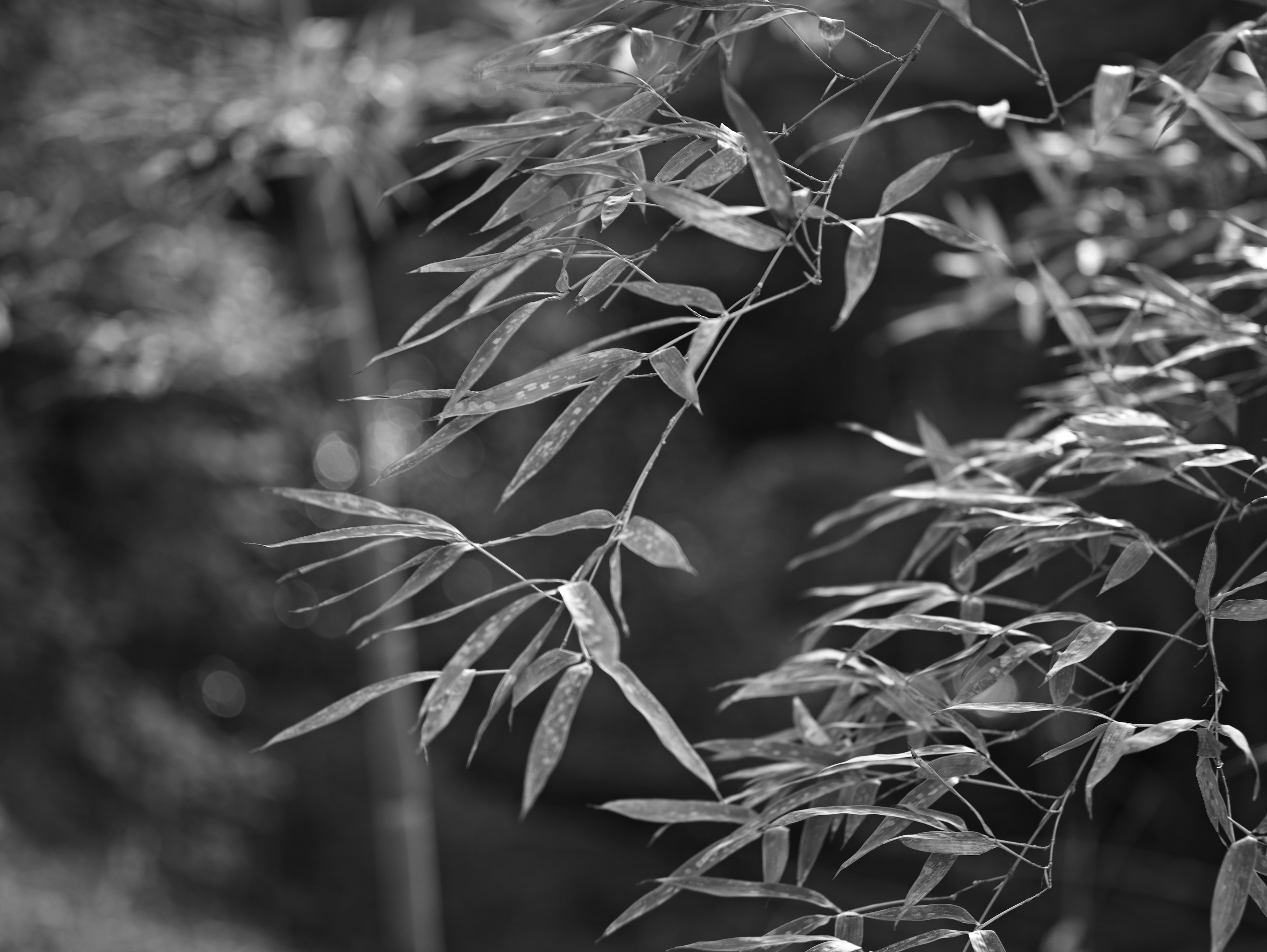 Feuilles de bambou en noir et blanc se balançant dans le vent