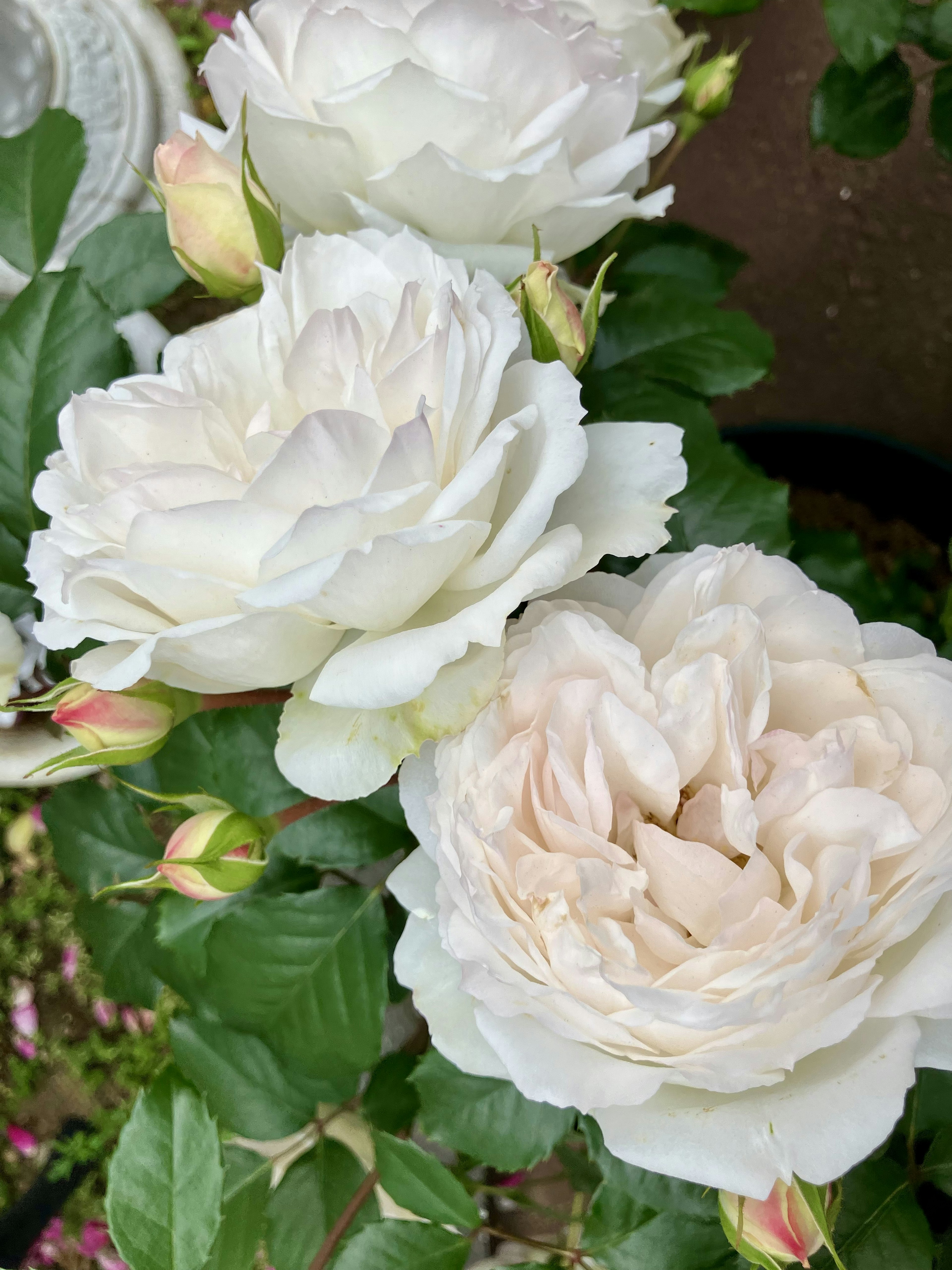 白いバラの花が咲いている美しい植物の近くの写真