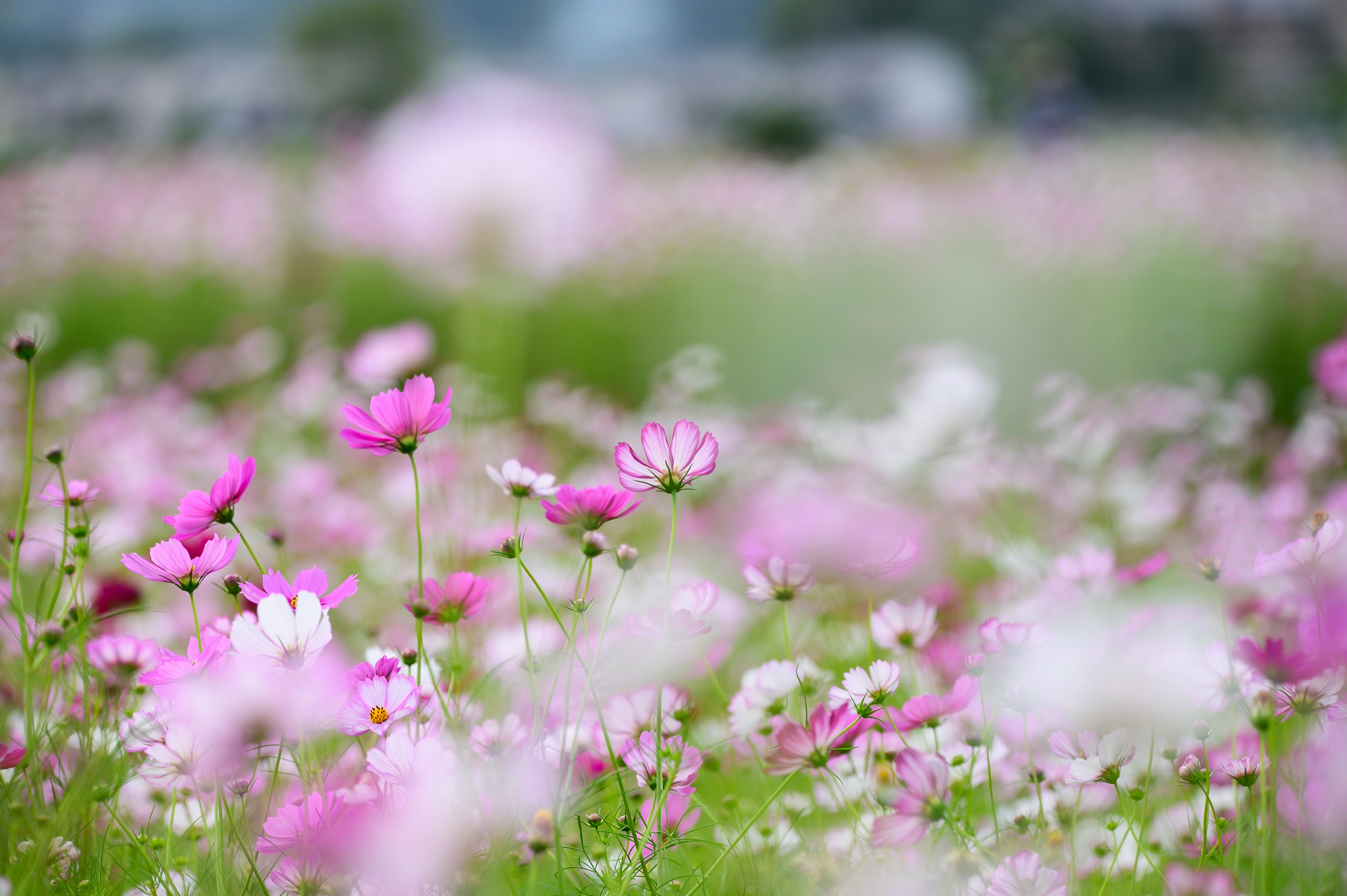 色とりどりの花が咲く風景の一部をぼかした画像