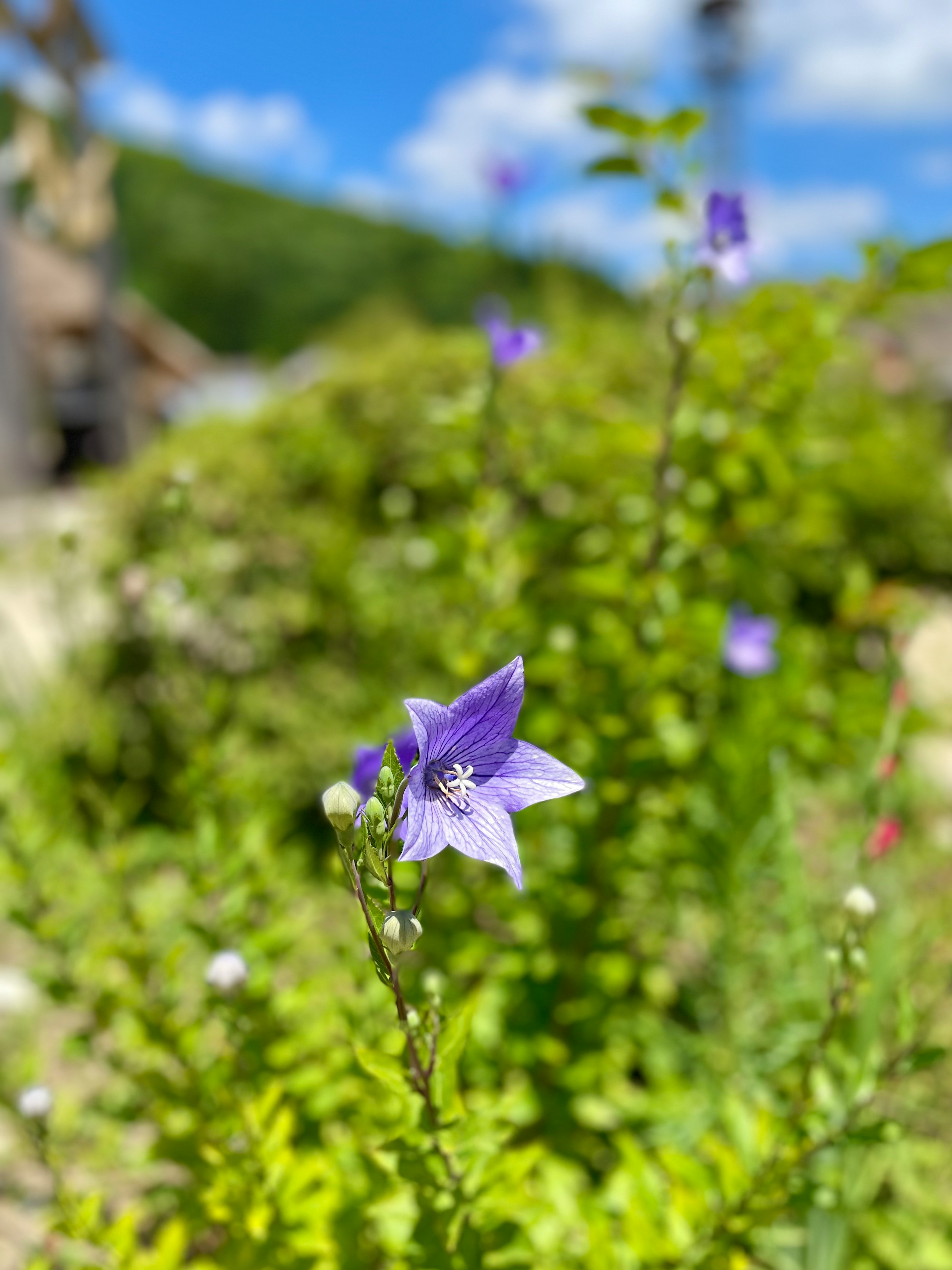 紫色の花が咲く緑の植物の背景に青空が広がる風景