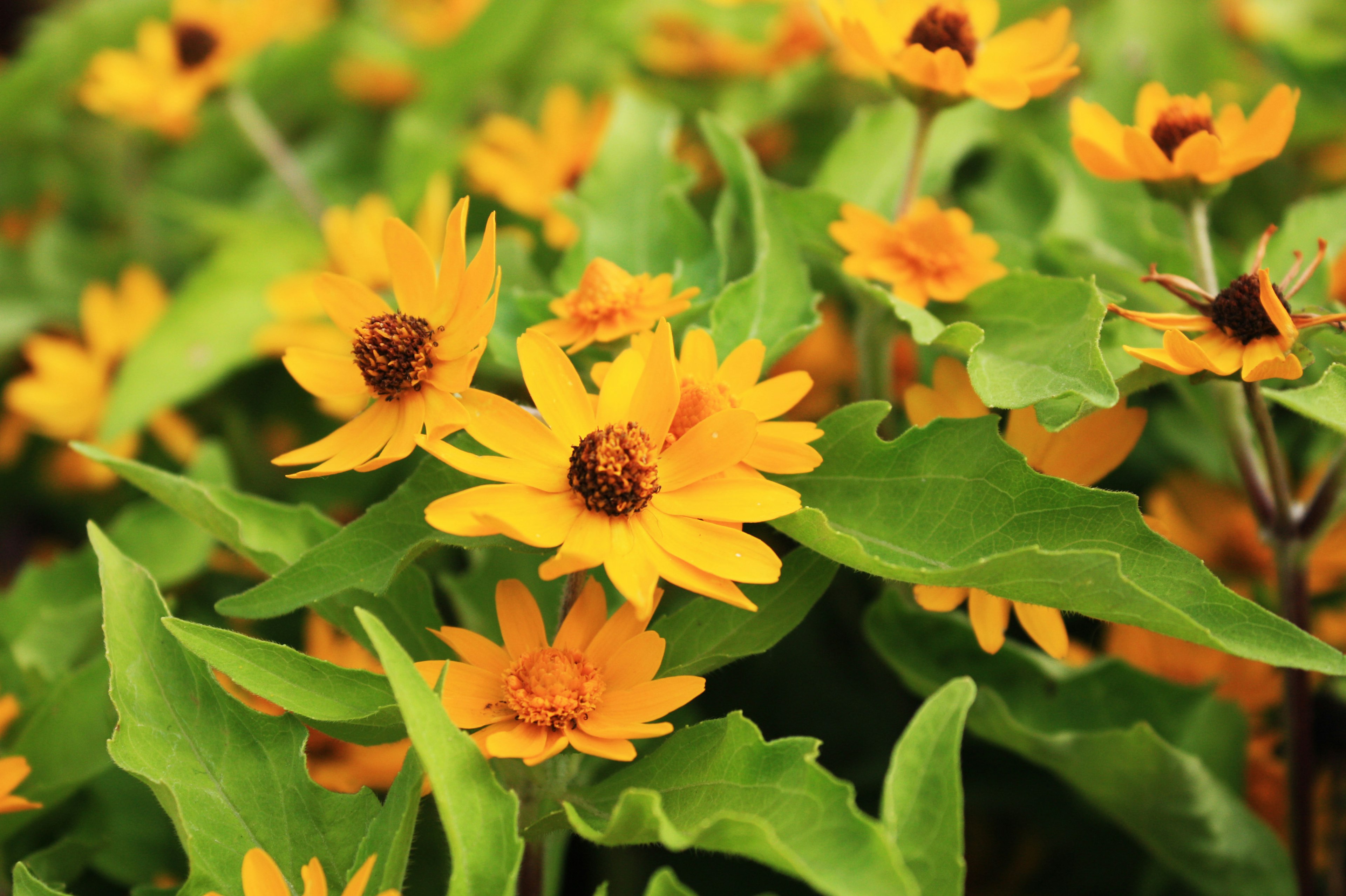 Flores amarillas brillantes entre hojas verdes exuberantes