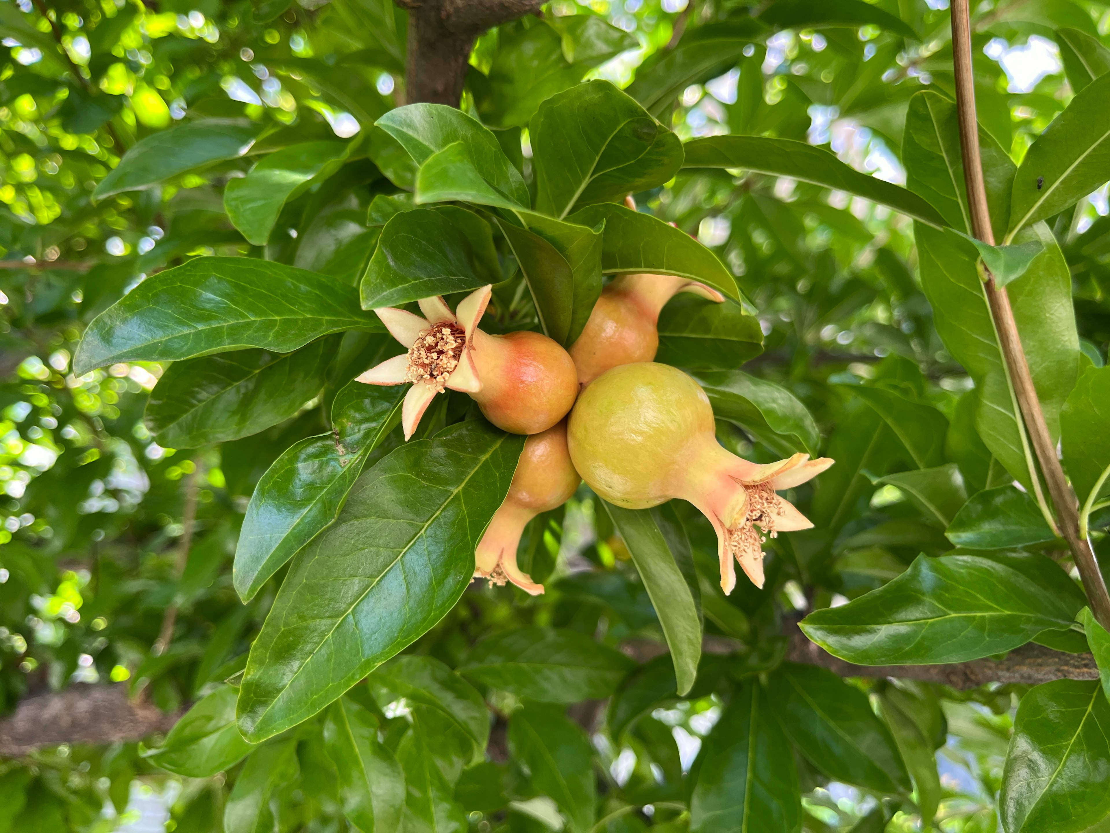 Junge Granatäpfel umgeben von grünen Blättern an einem Baum