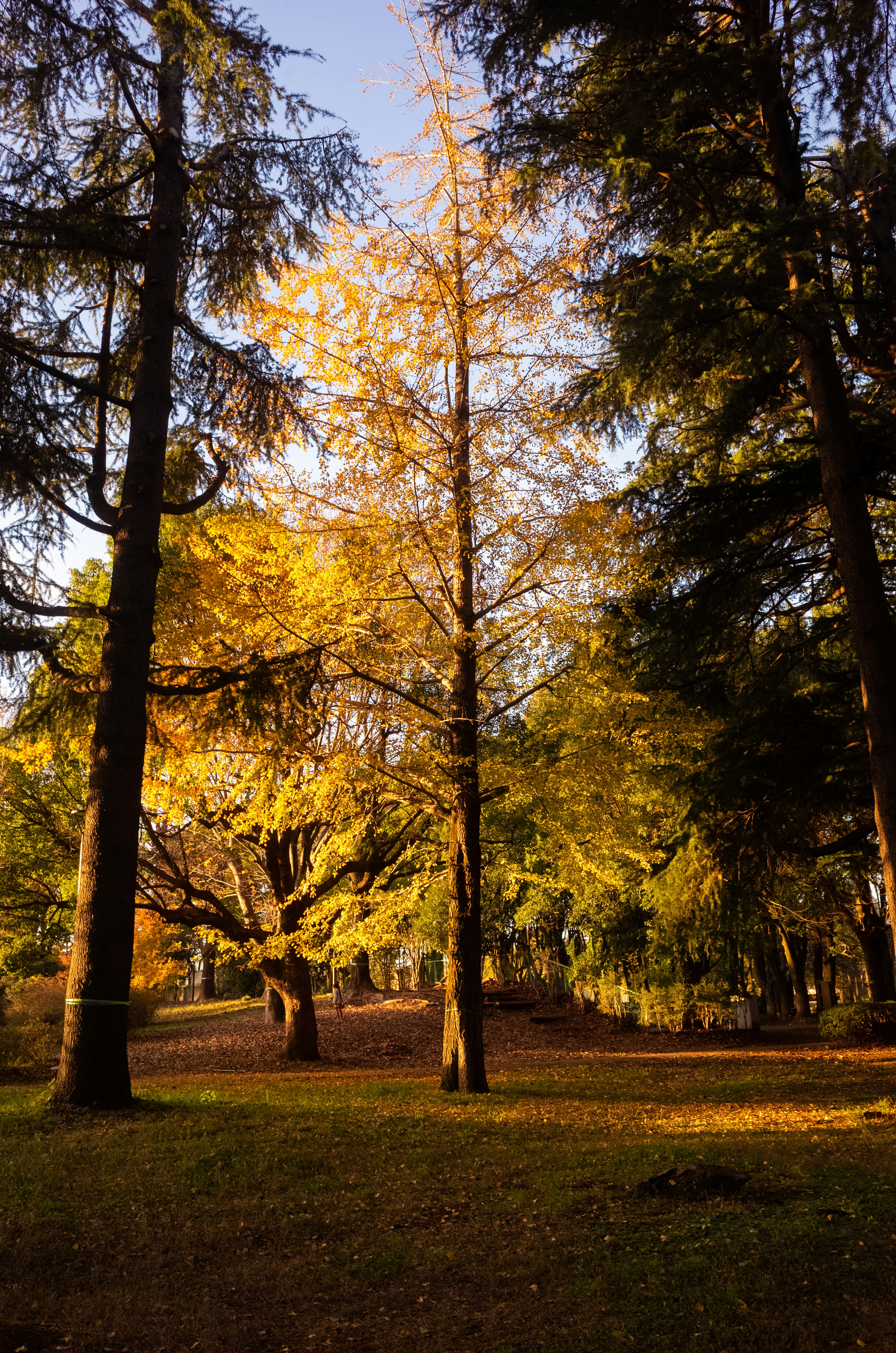 Paisaje forestal en colores de otoño con árboles altos