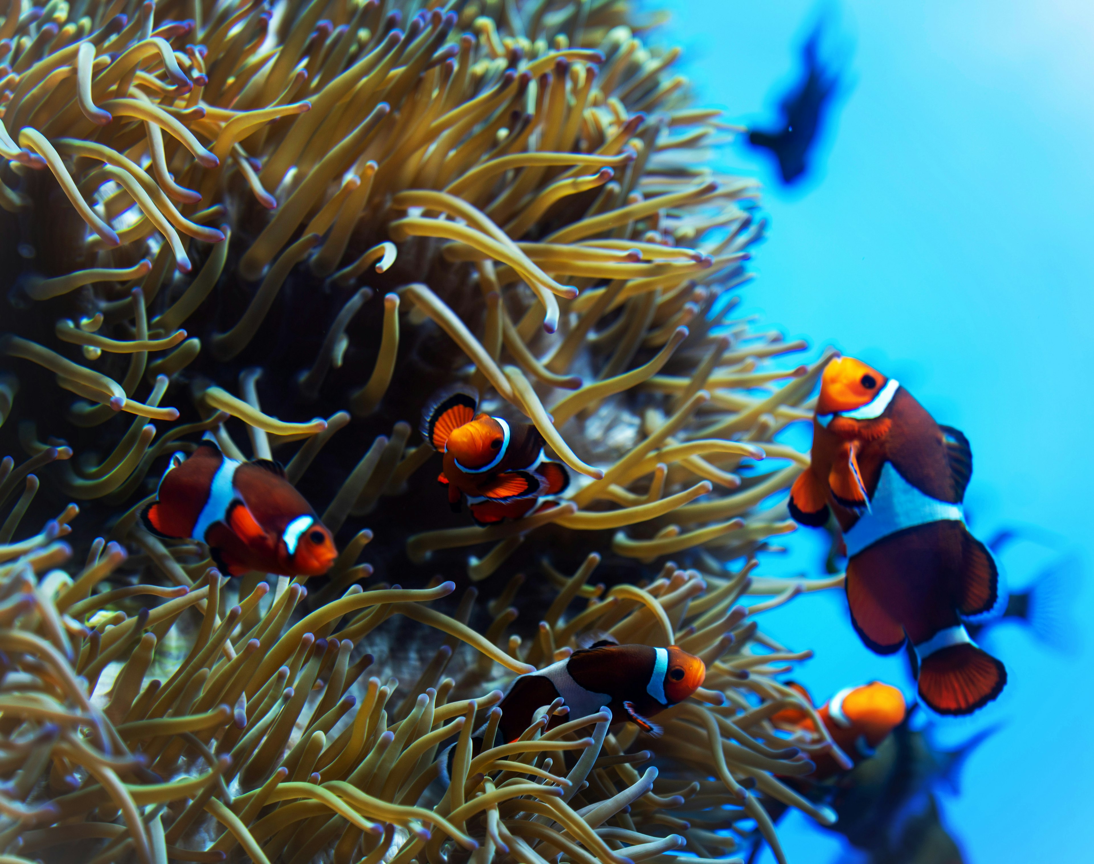 Bunte Clownfische schwimmen zwischen Seeanemonen in einer lebhaften Unterwasserszene