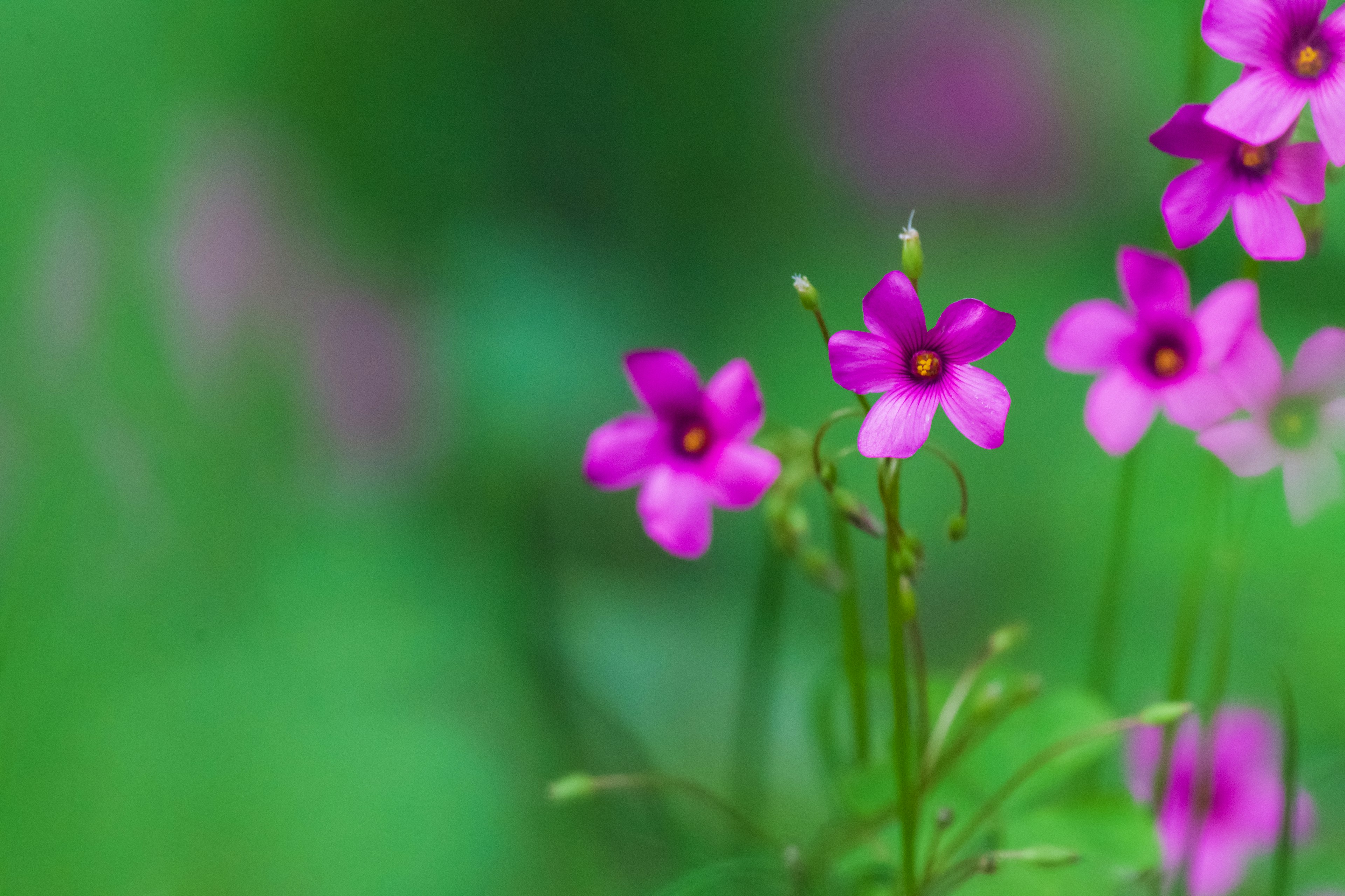 Fleurs roses vives sur un fond vert