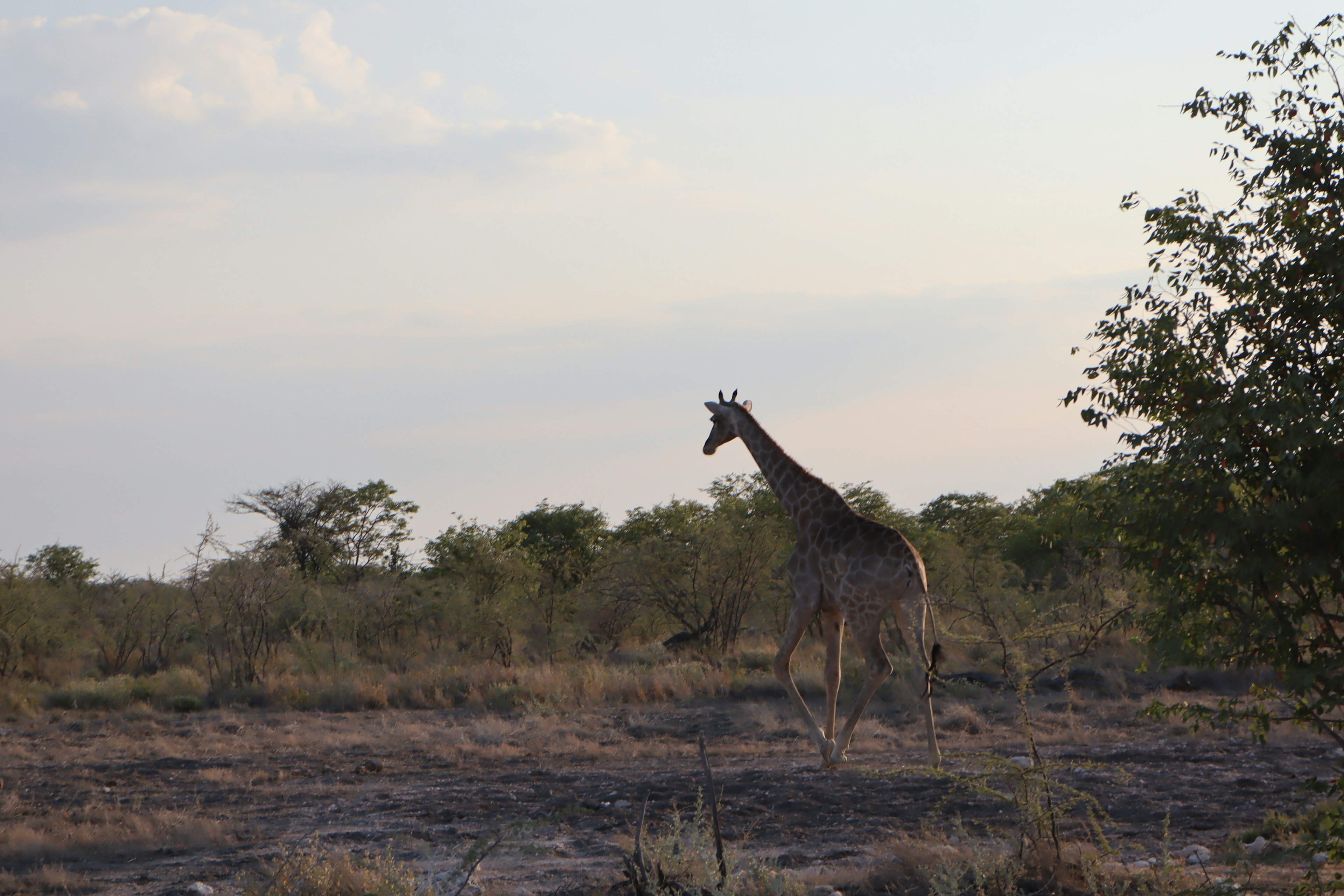 Giraffa che corre nella savana serale