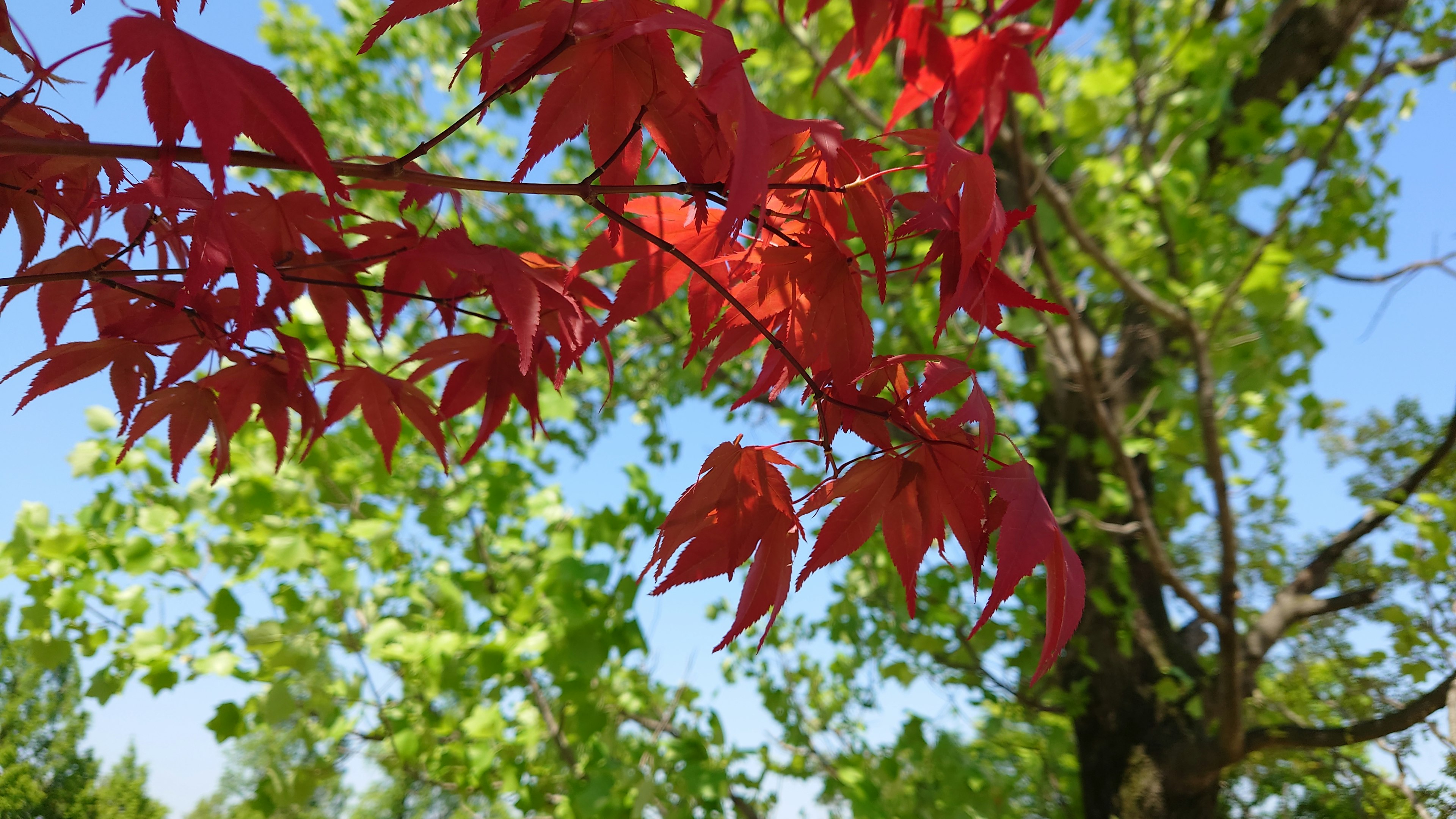 A branch with vibrant red leaves against a background of lush green foliage