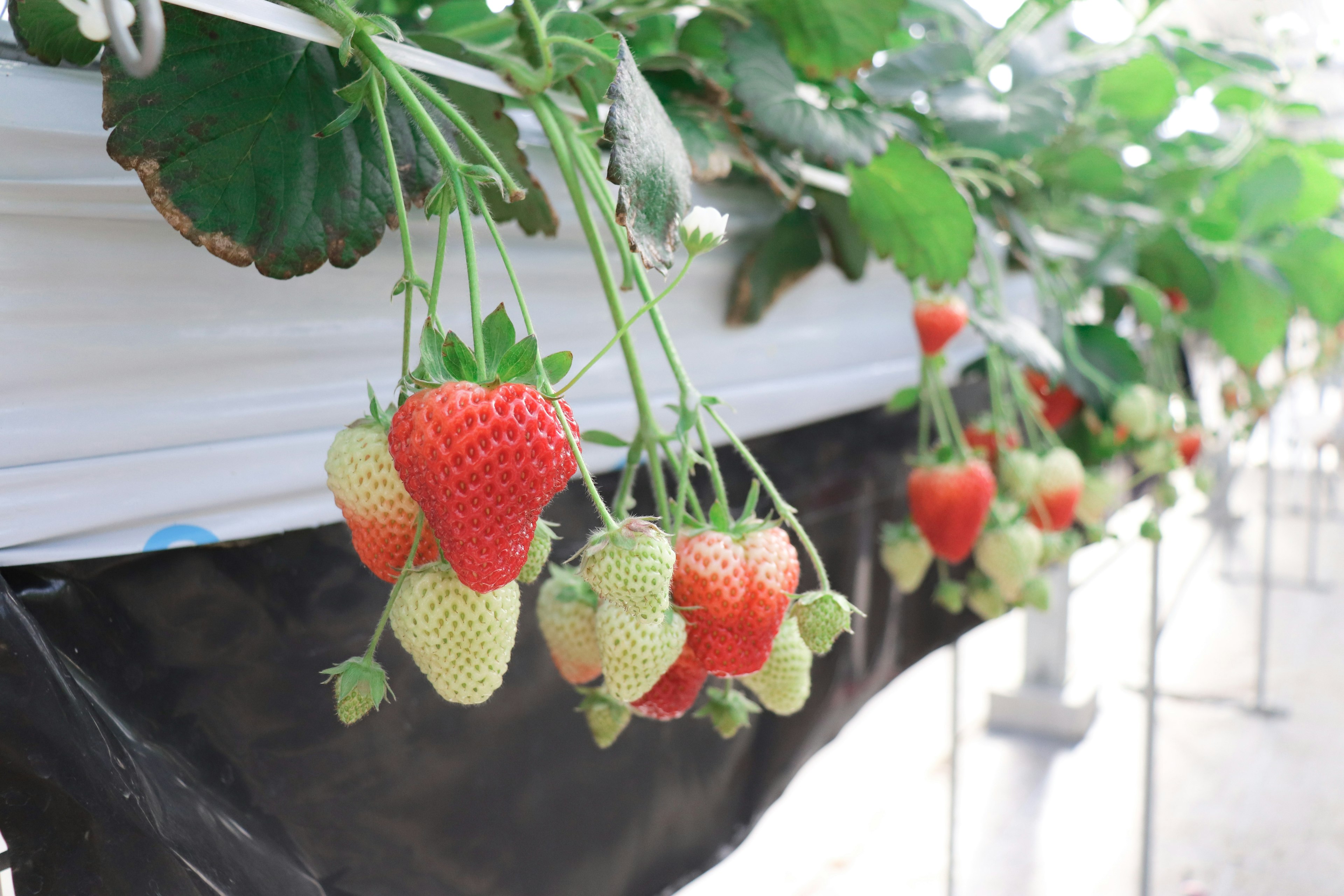 Strawberries hanging between leaves in a greenhouse