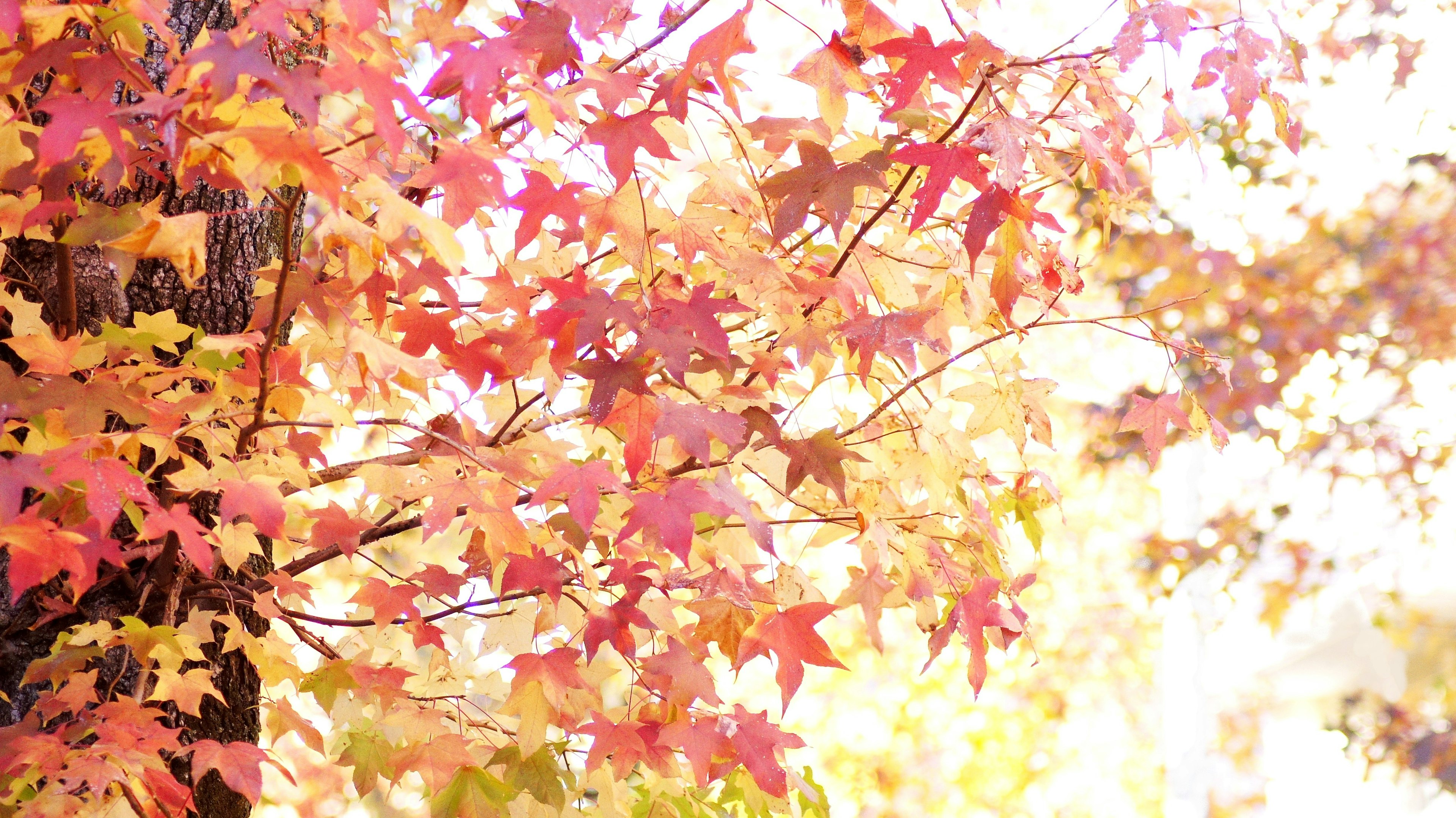 秋の紅葉が美しいカエデの葉