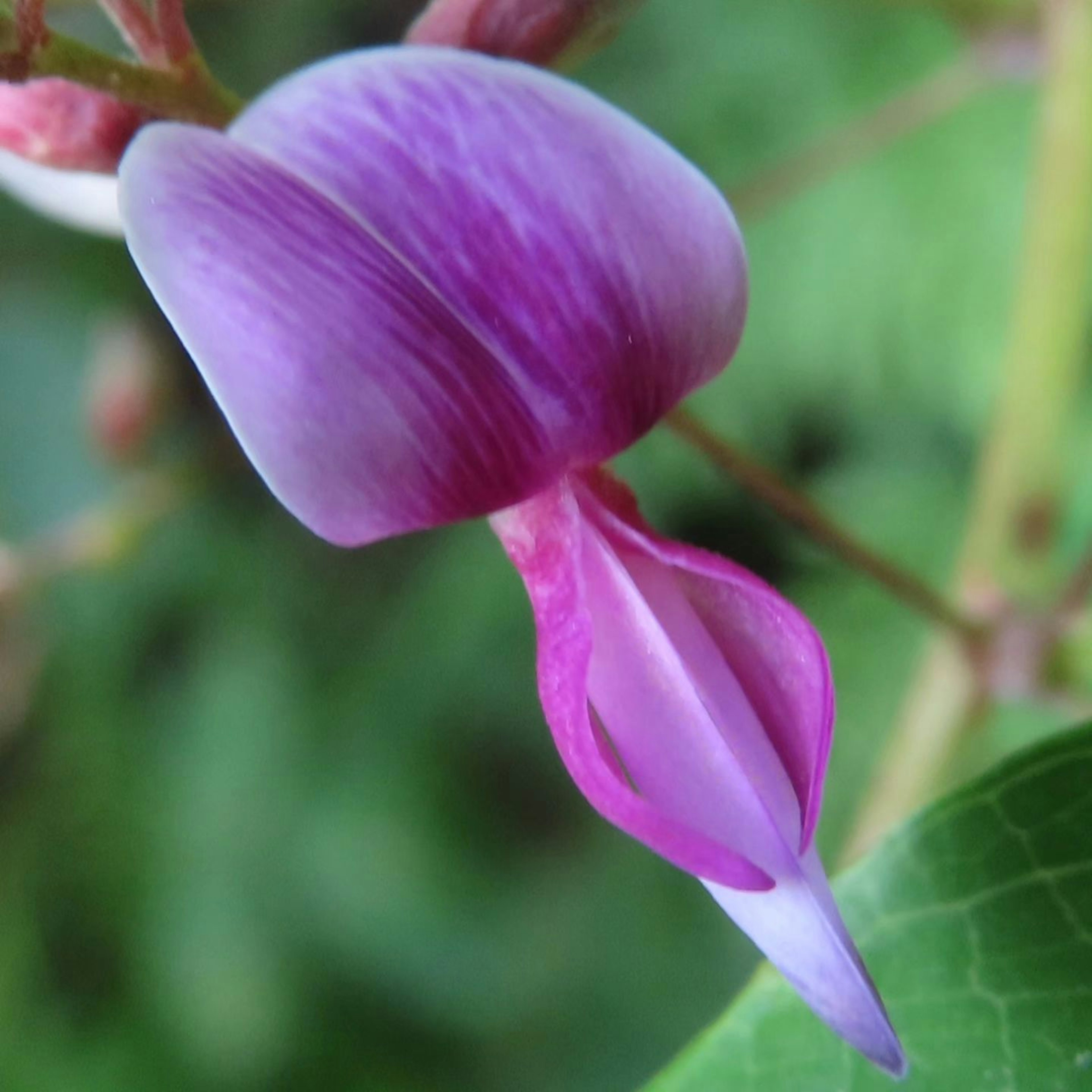 Schöne lila Blume blüht zwischen grünen Blättern