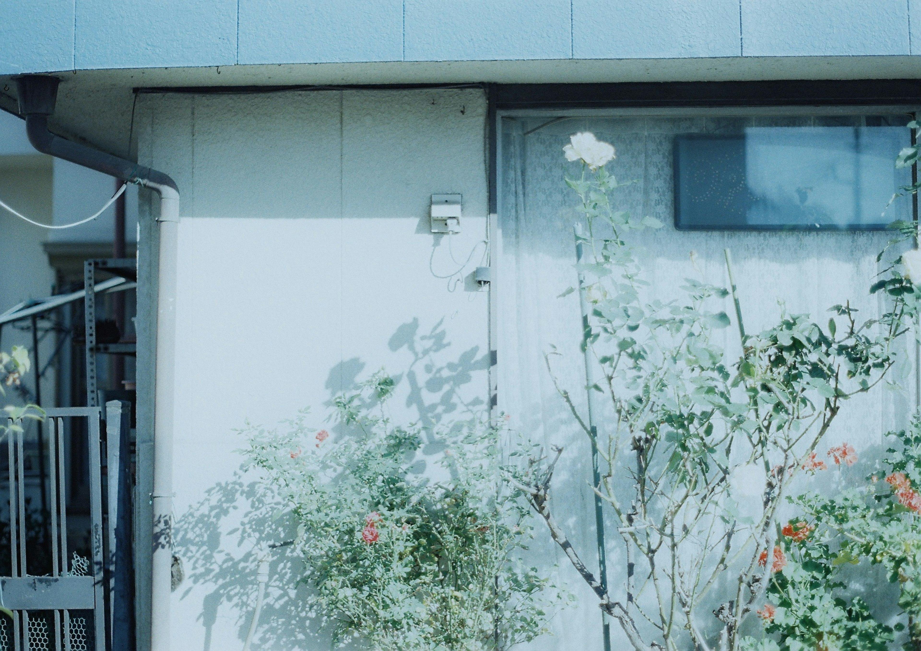 Vorderansicht eines Hauses mit blauer Wand und blühenden Blumen