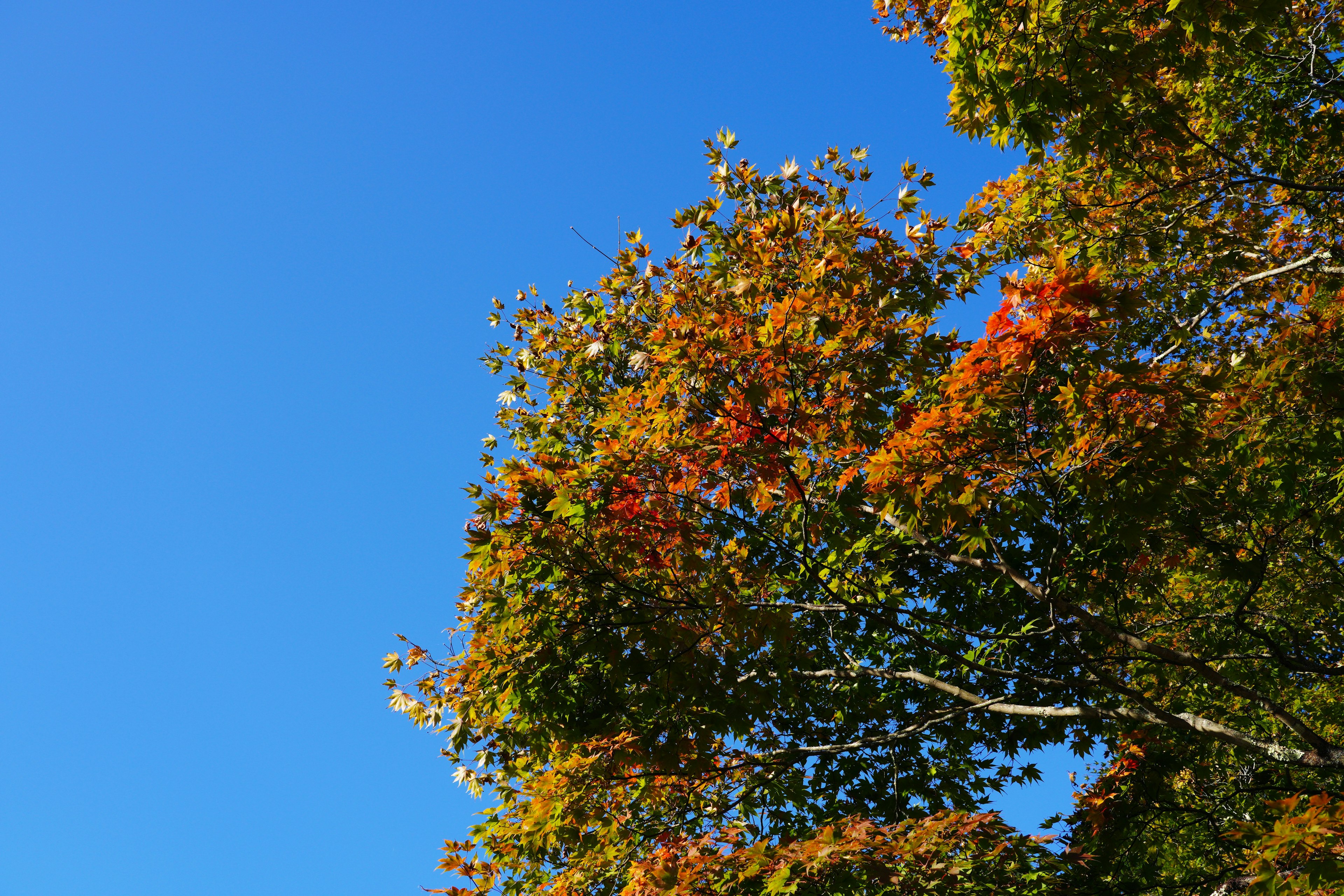 Bunte Blätter eines Baumes vor einem klaren blauen Himmel