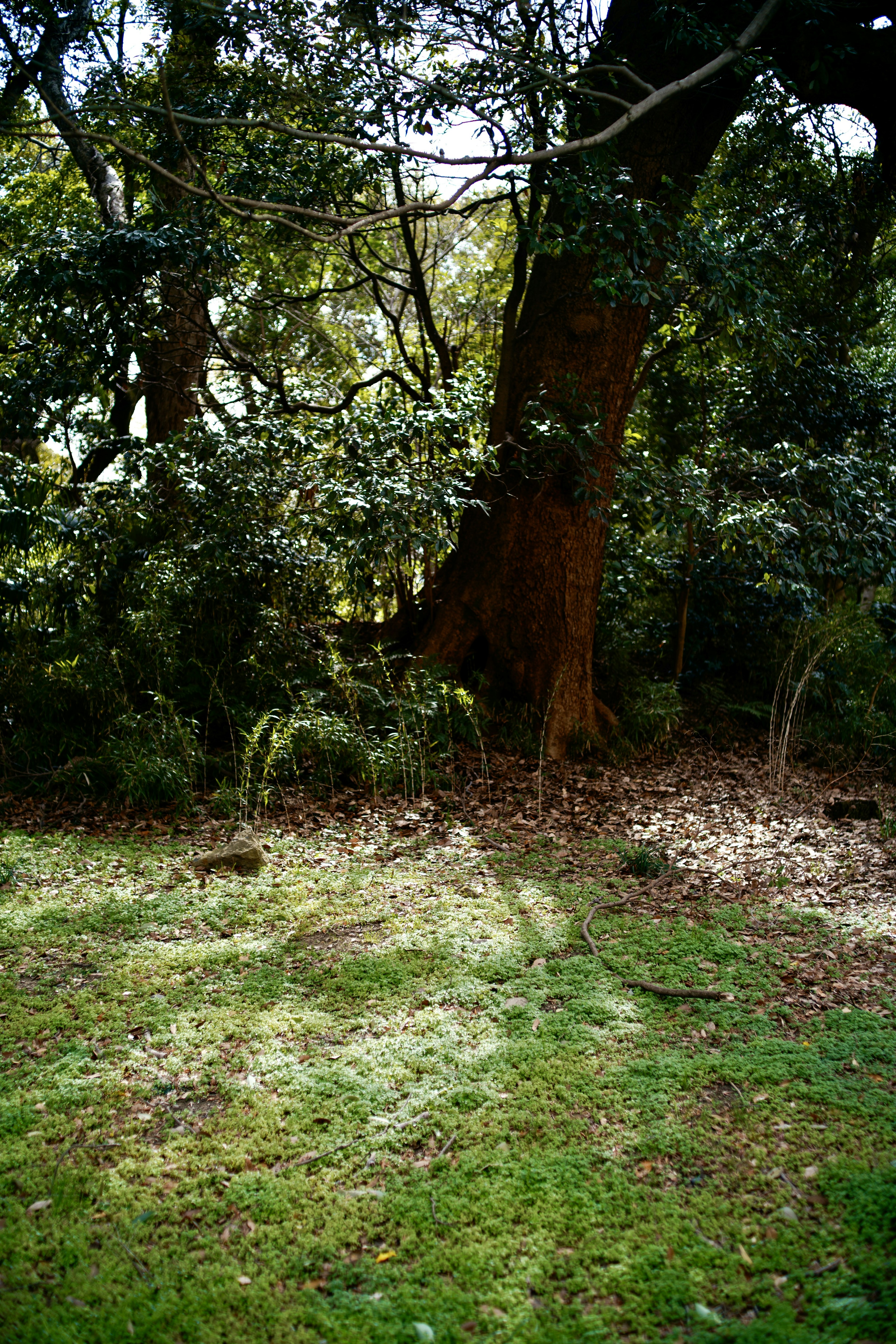 Lush forest scene with large tree and shadows of leaves