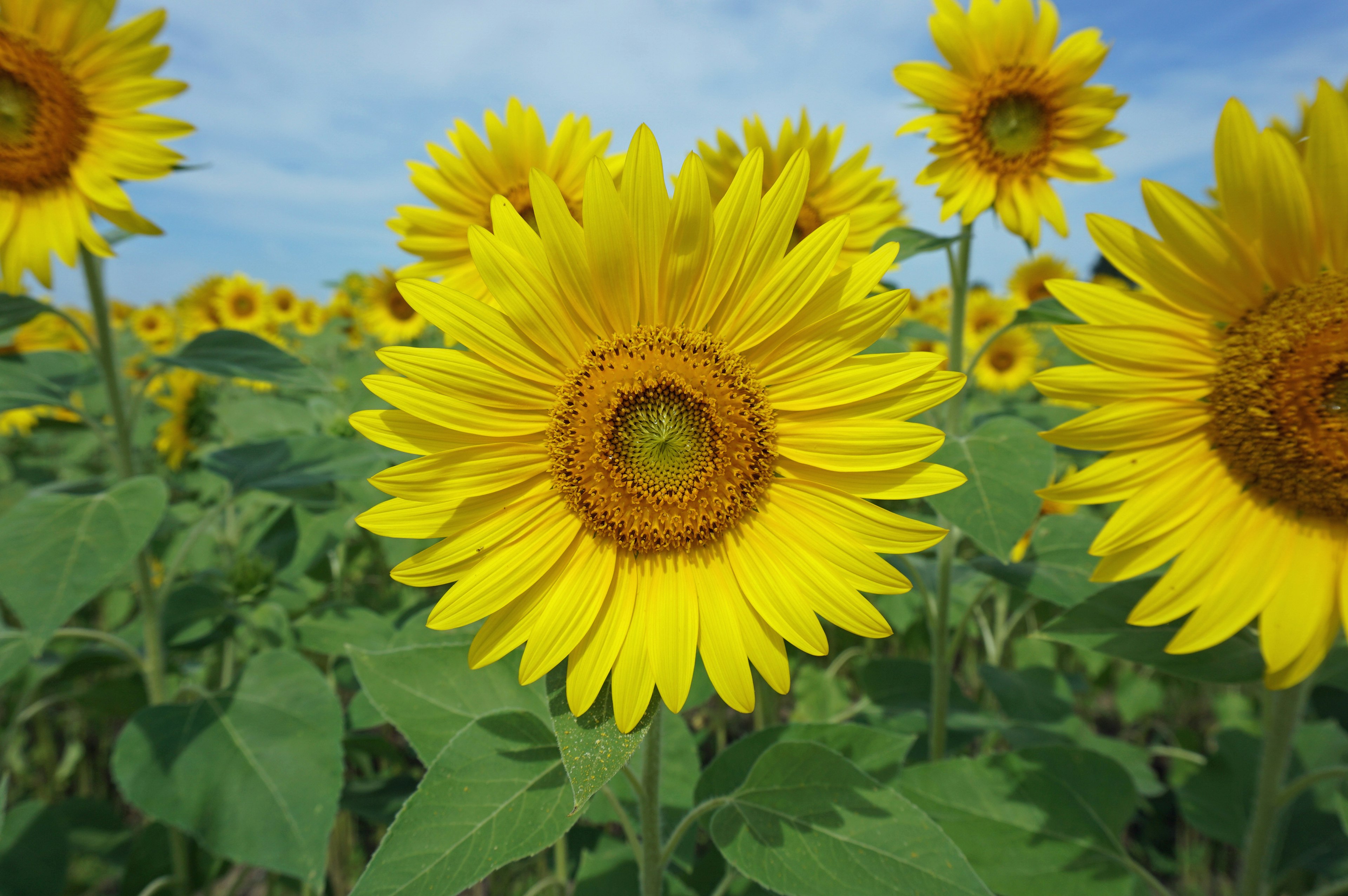 Tournesols vibrants dans un champ sous un ciel bleu