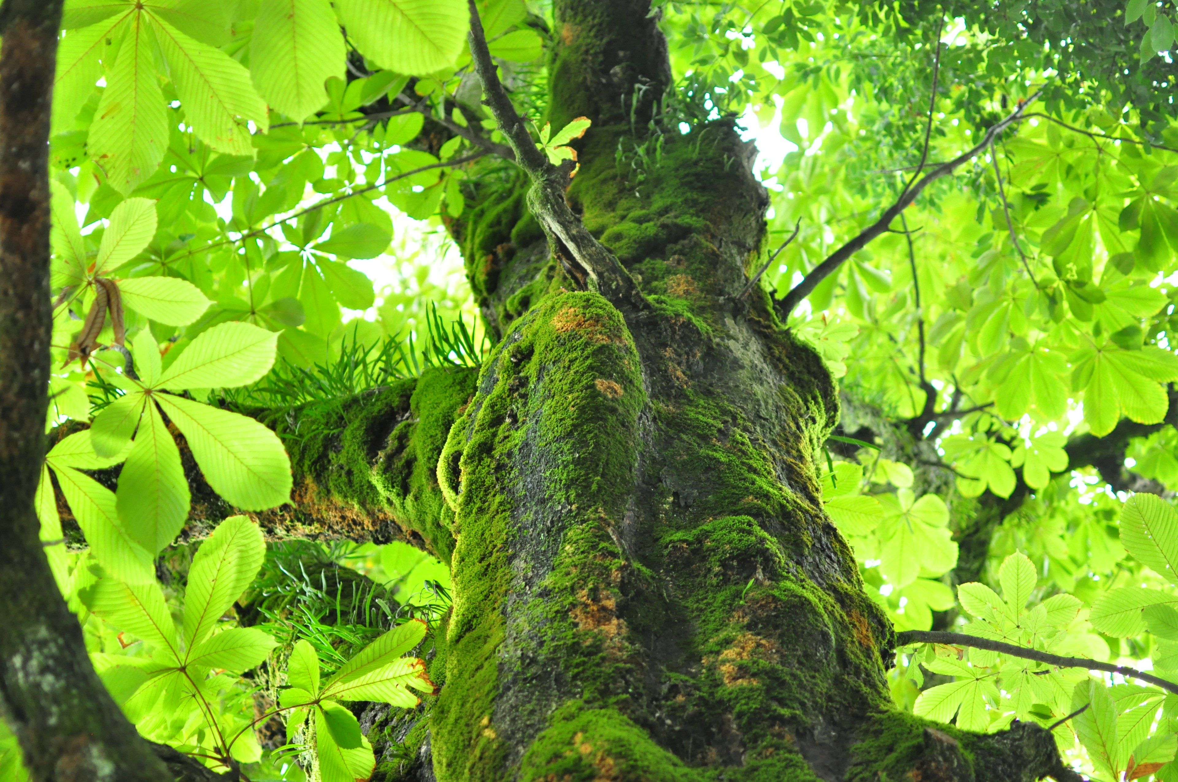 Vista hacia arriba de un tronco de árbol cubierto de hojas verdes y musgo