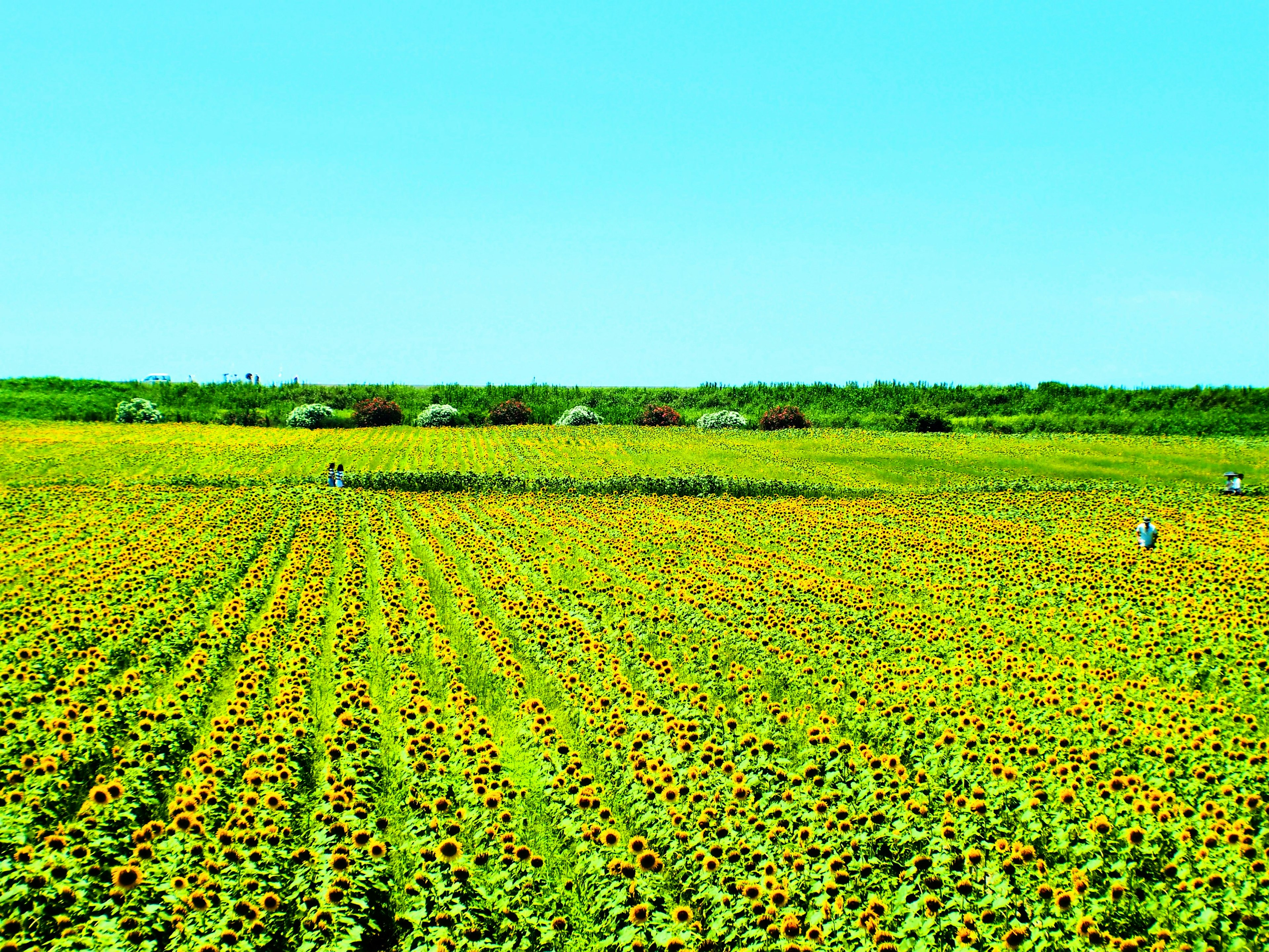 Amplio campo de girasoles bajo un cielo azul claro