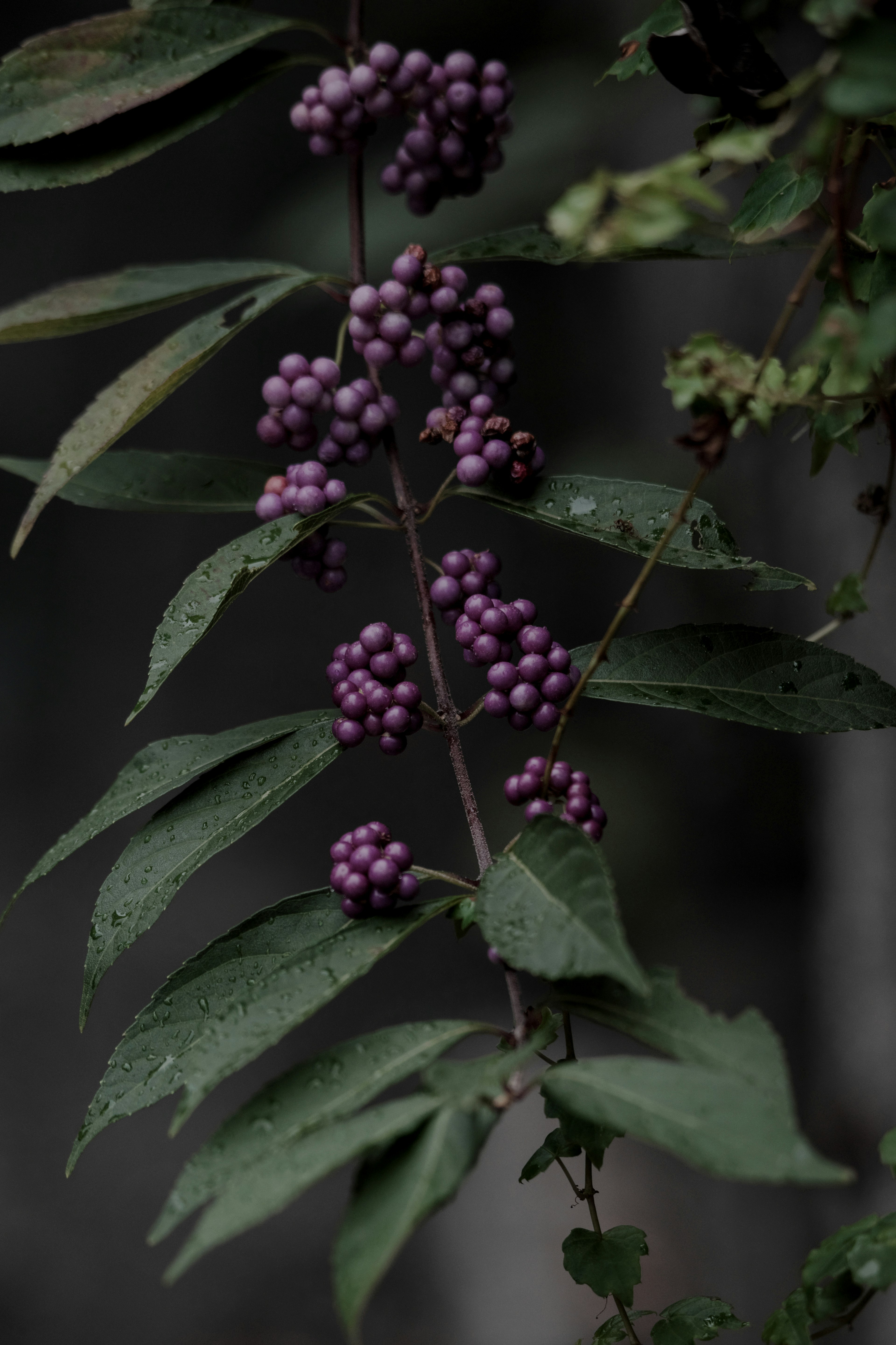 Nahaufnahme eines Stammes mit lila Beeren und grünen Blättern