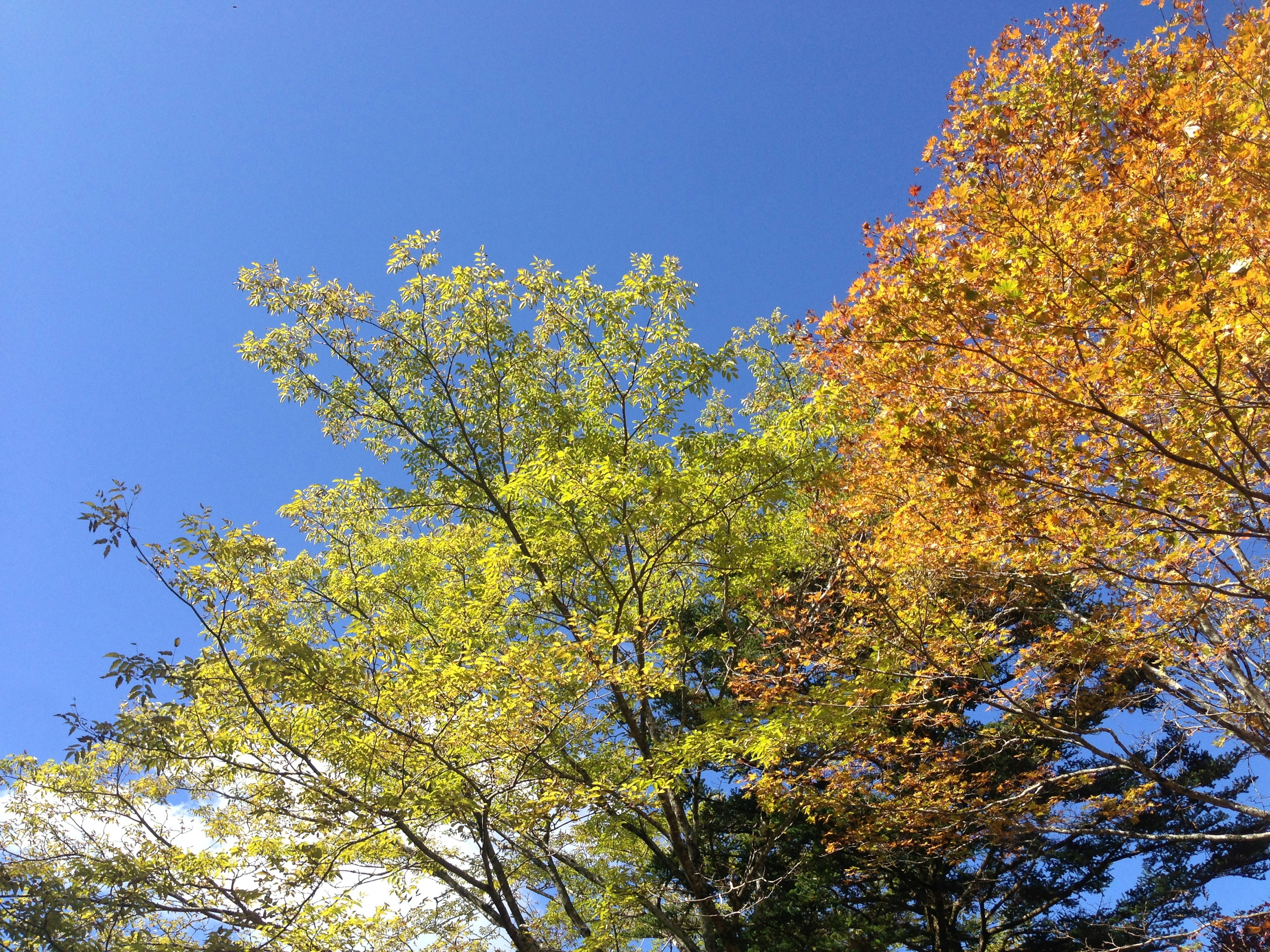 青空の下で黄緑とオレンジの葉を持つ木々の画像