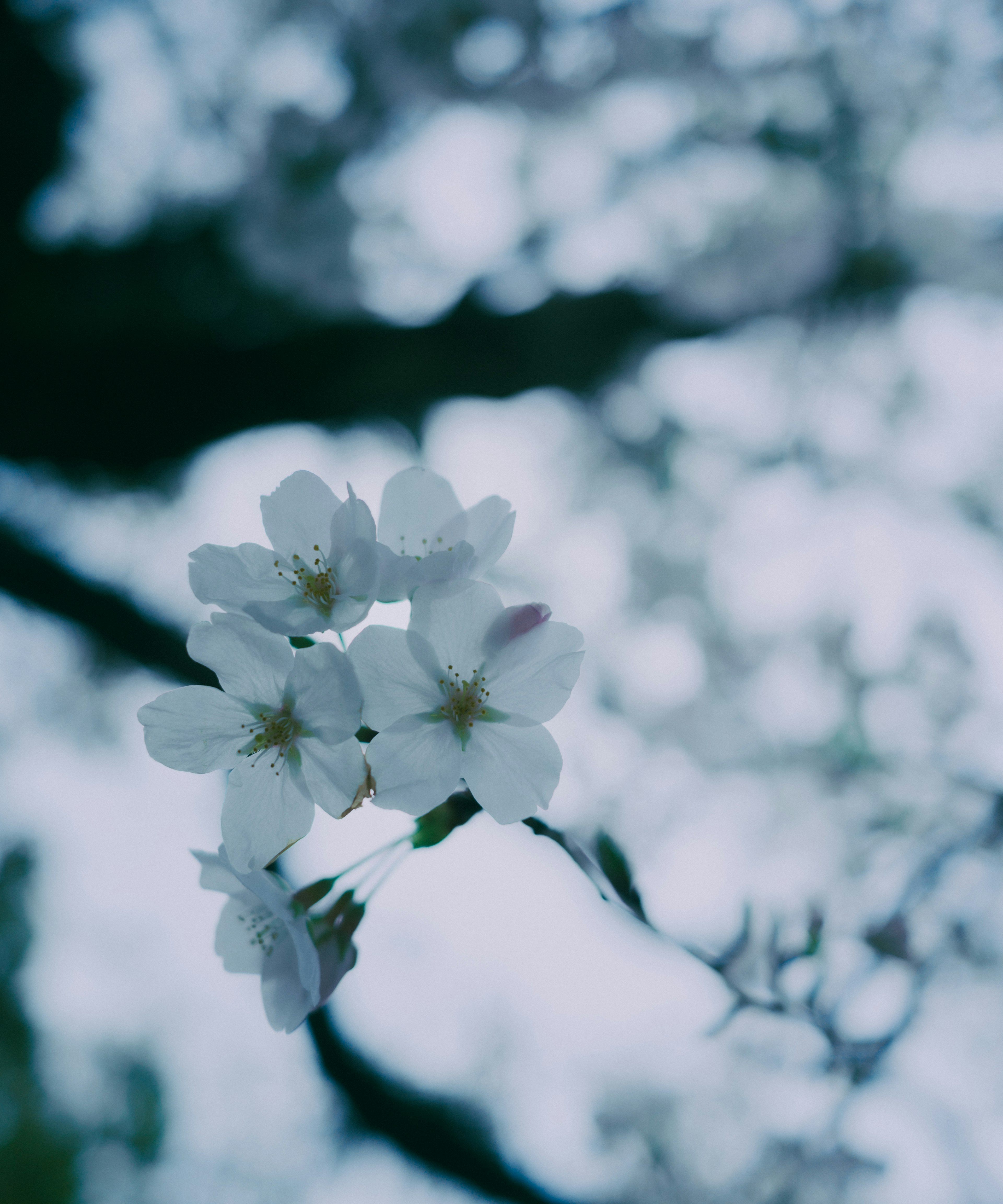 White cherry blossom flowers against a soft blue background