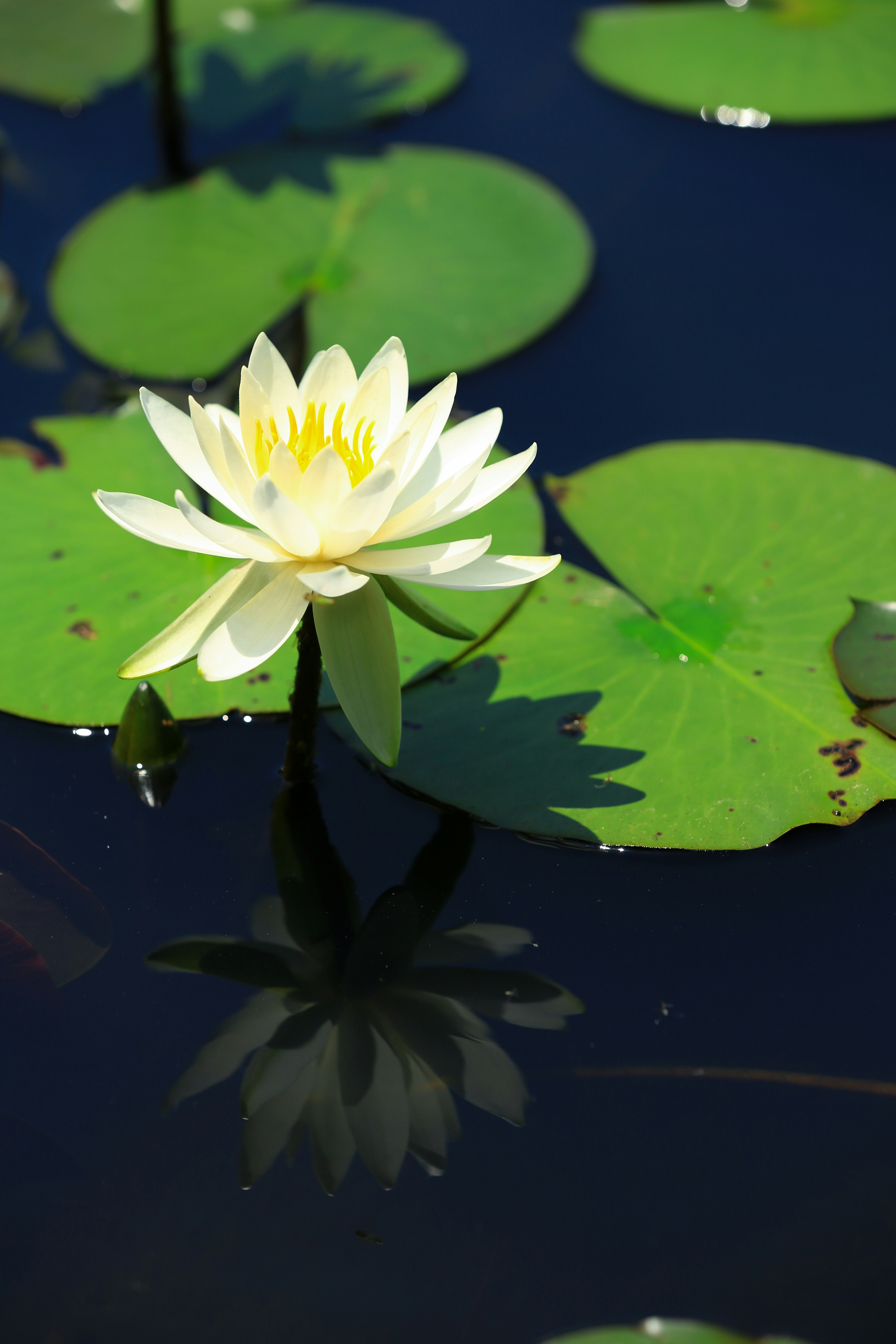 Eine weiße Seerose, die auf der Wasseroberfläche schwimmt, mit ihrem Spiegelbild sichtbar