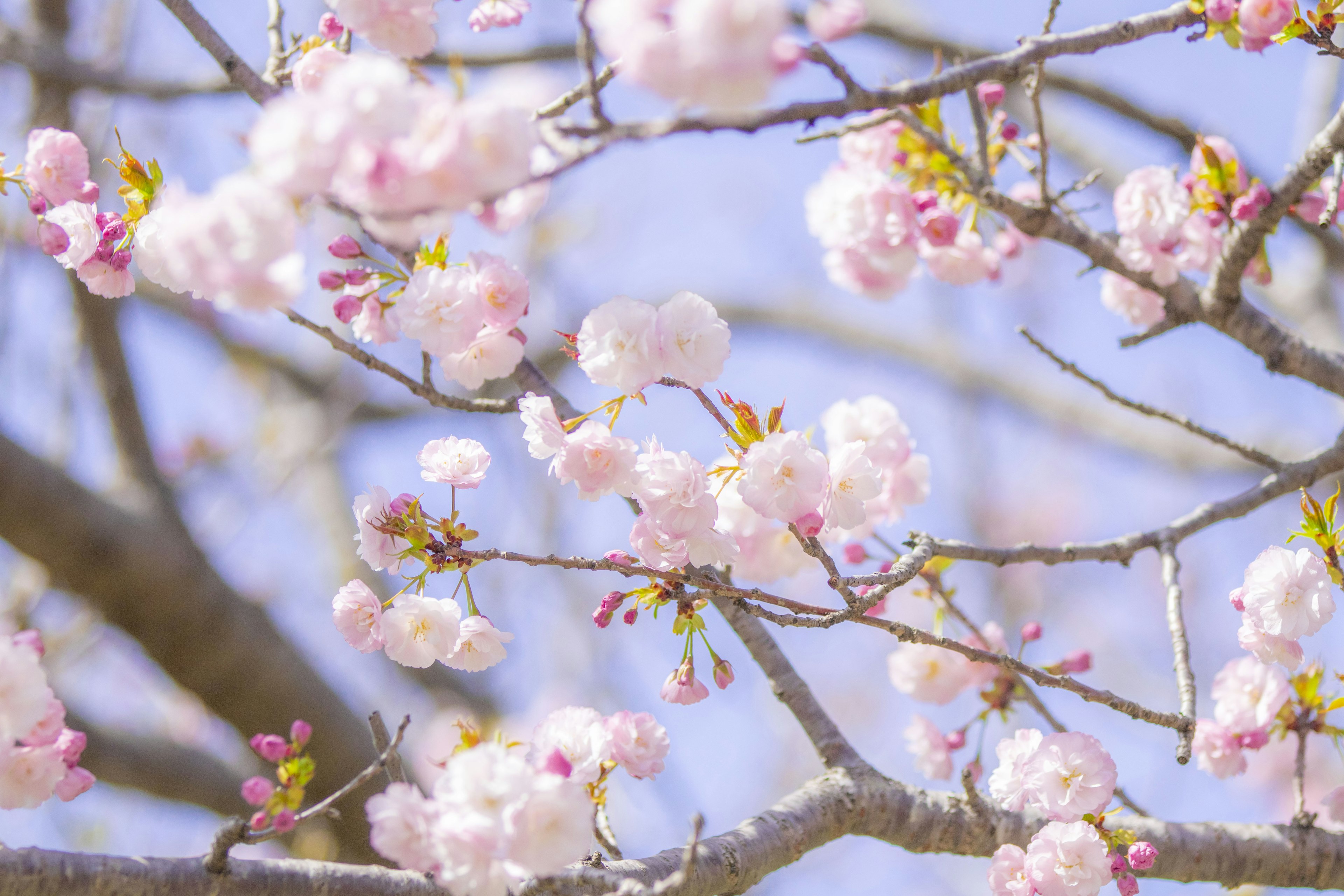 Kedekatan bunga sakura di cabang pohon