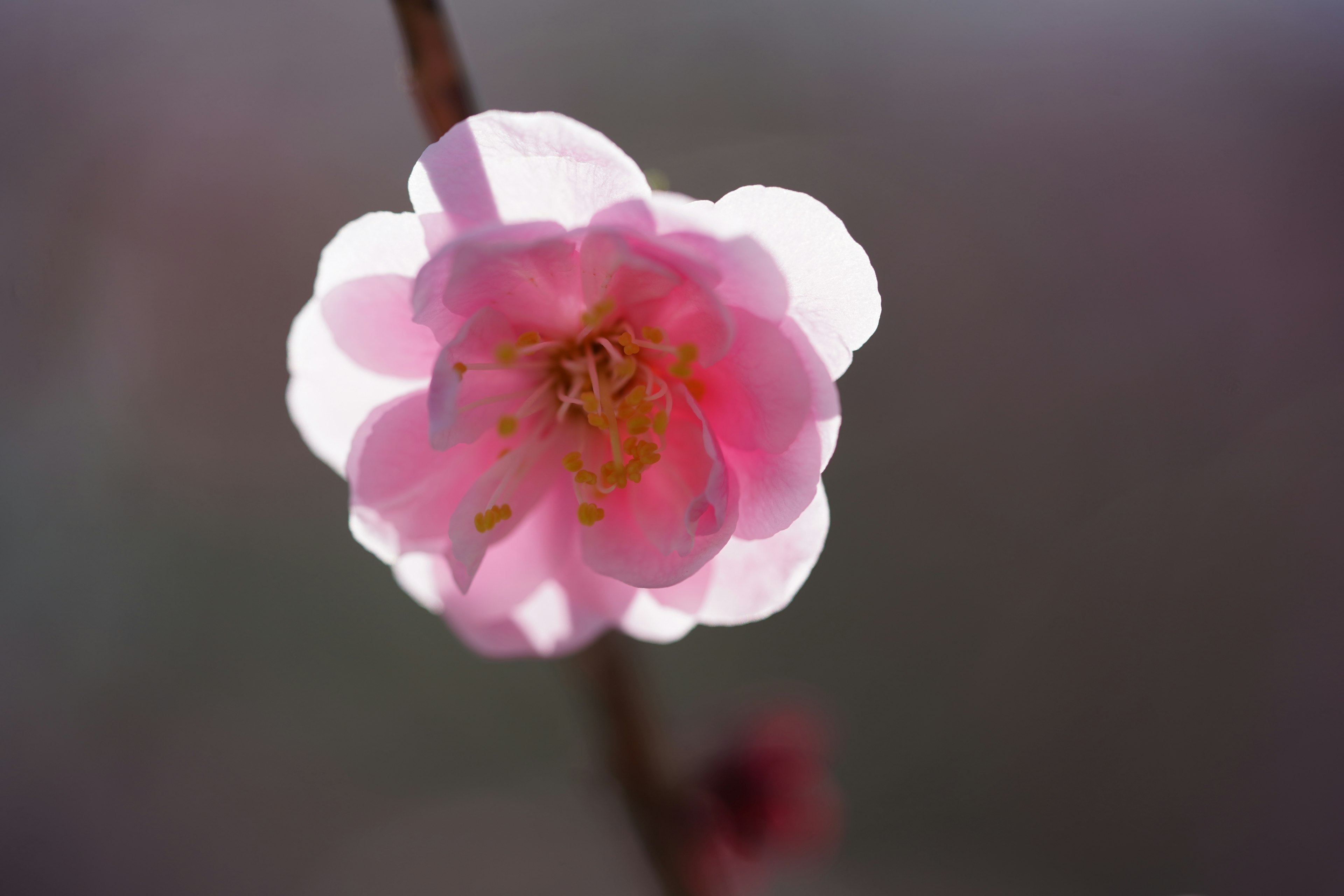 Eine rosa Blume mit einem sanften Hintergrund