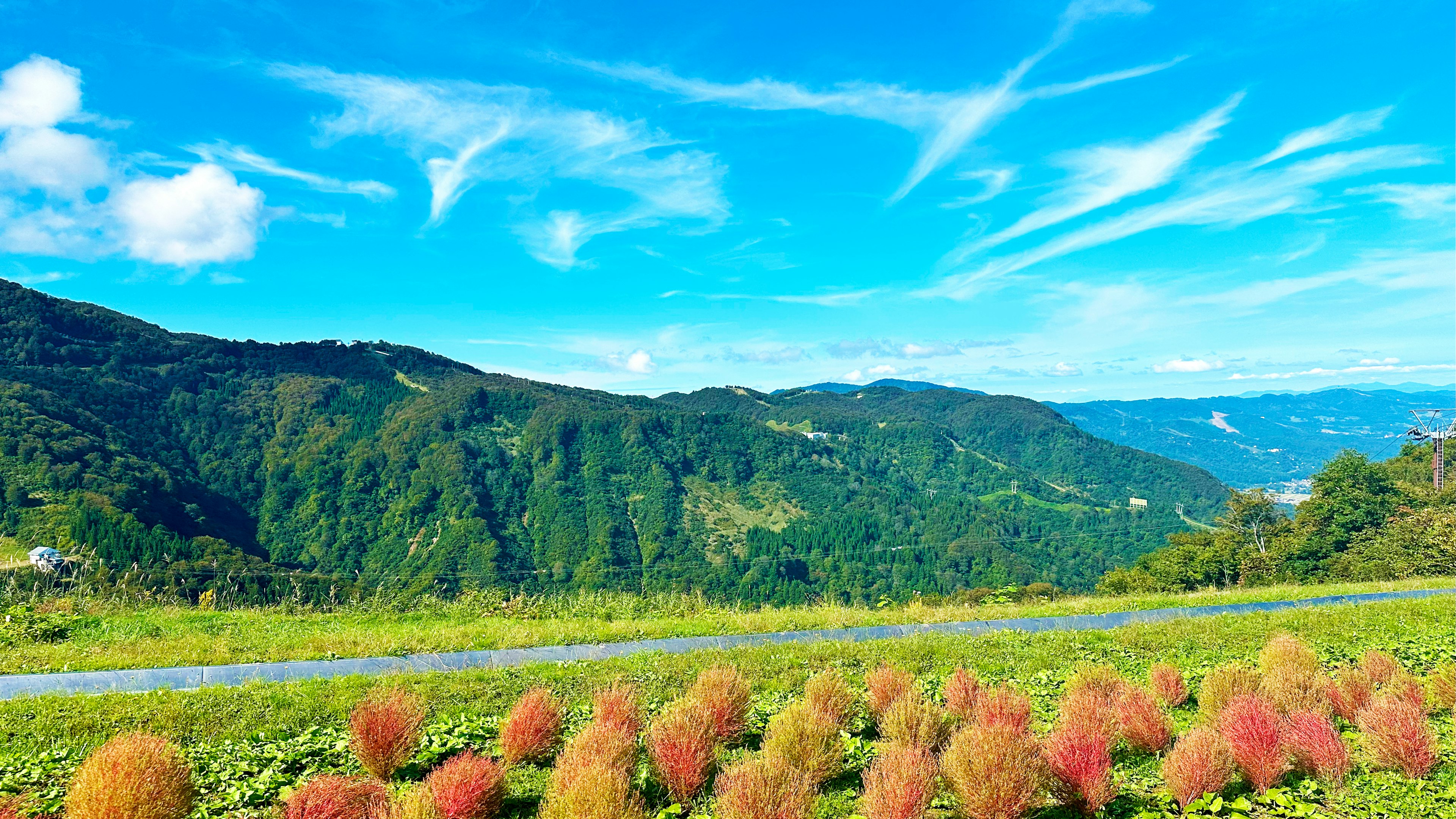 Vue pittoresque de plantes colorées contre des montagnes vertes et un ciel bleu