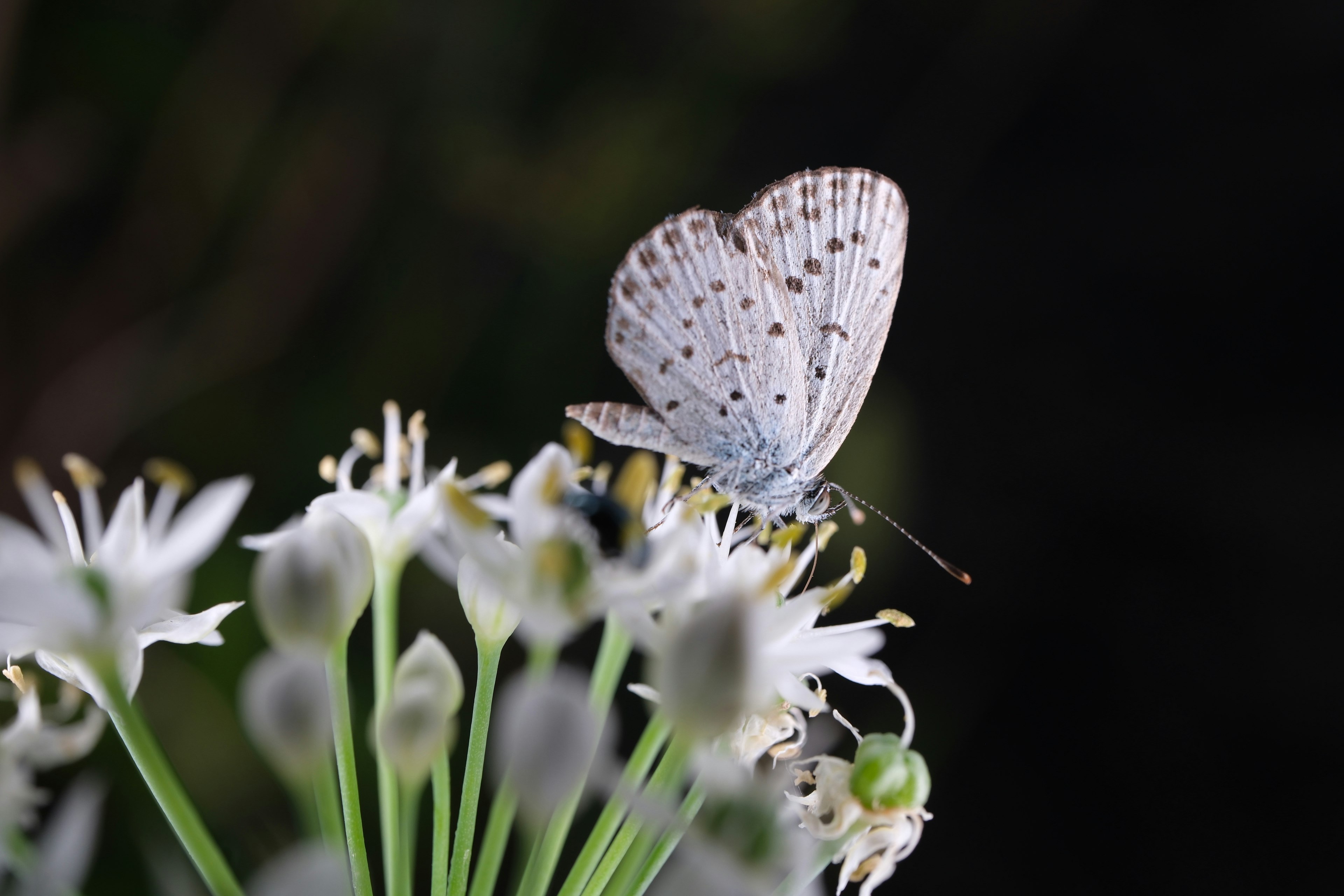 Ein weißer Schmetterling sitzt auf zarten weißen Blumen in einer ruhigen Umgebung