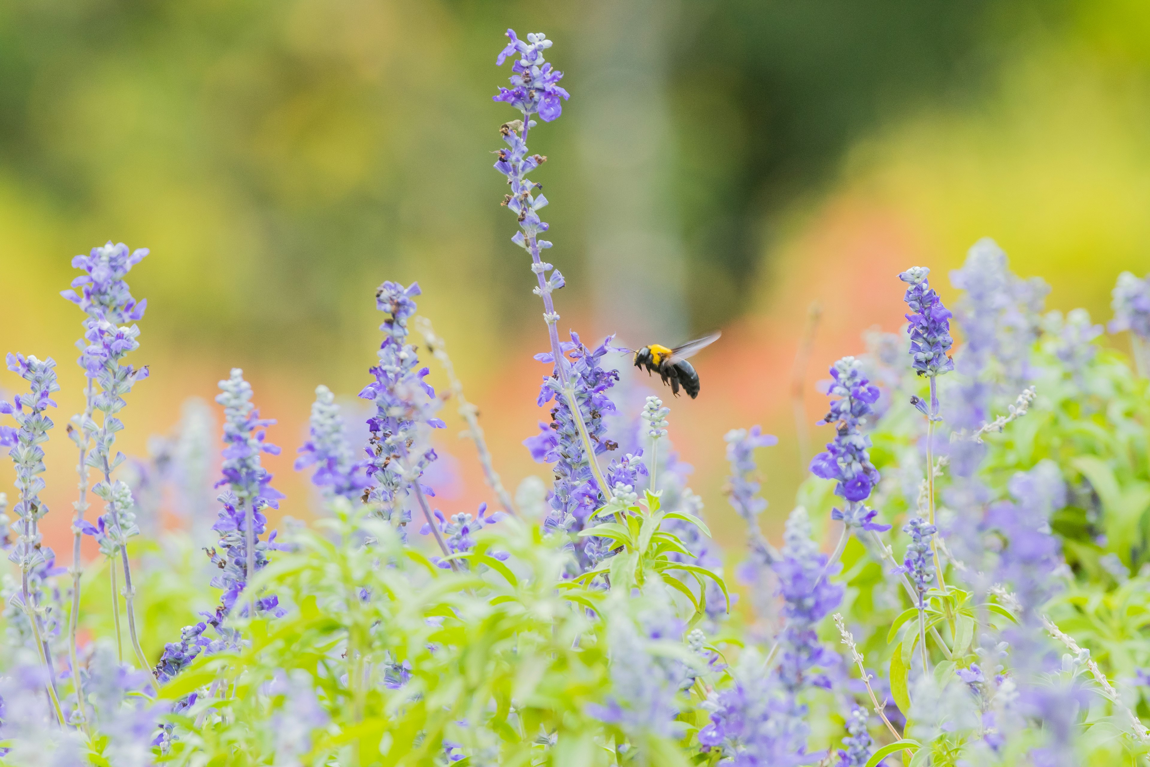 Eine lebendige Szene mit einer Biene über lila Blumen