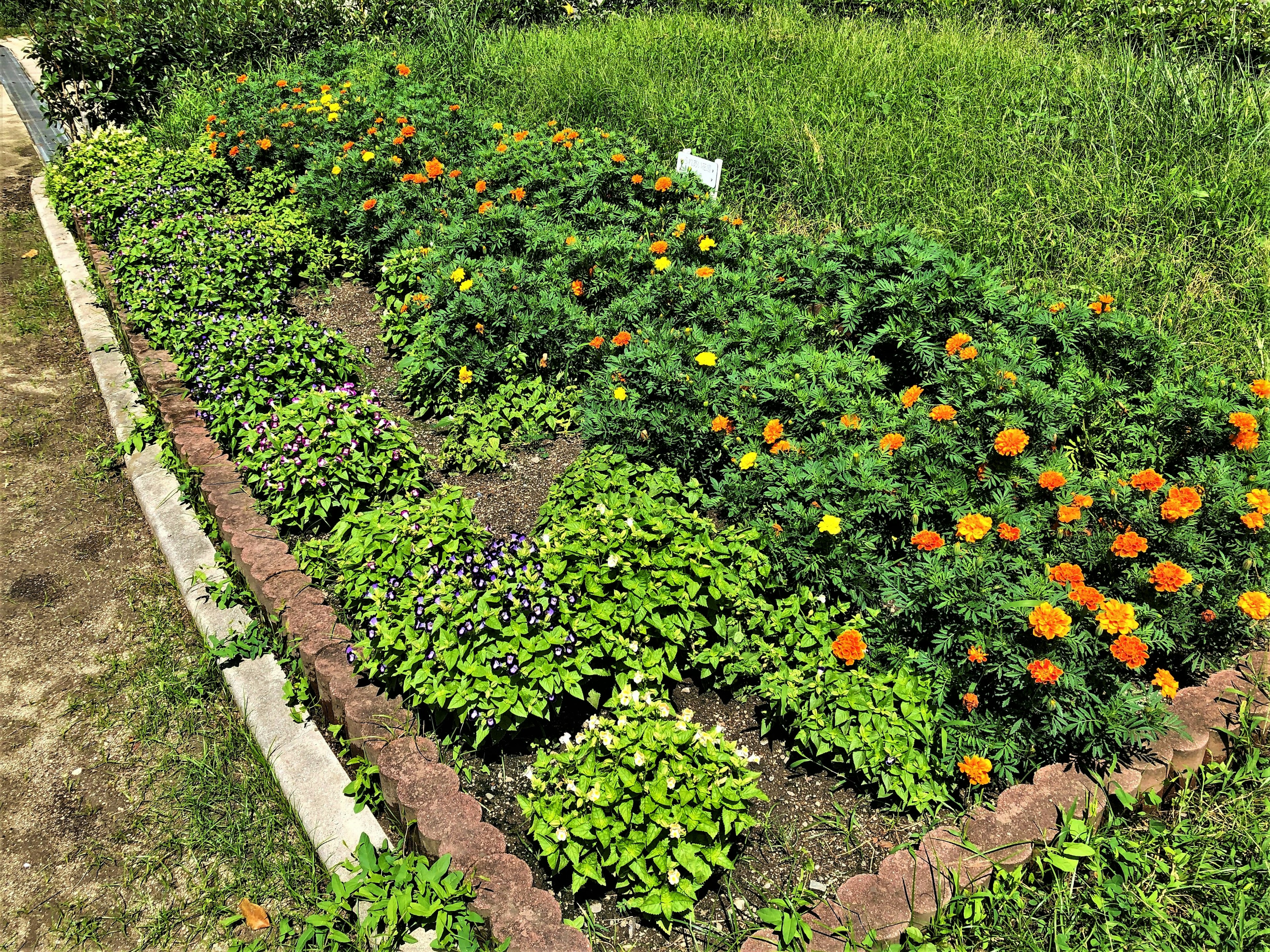 色とりどりの花が咲く庭の一角 緑の植物が豊富に生い茂り オレンジ色のマリーゴールドが目を引く