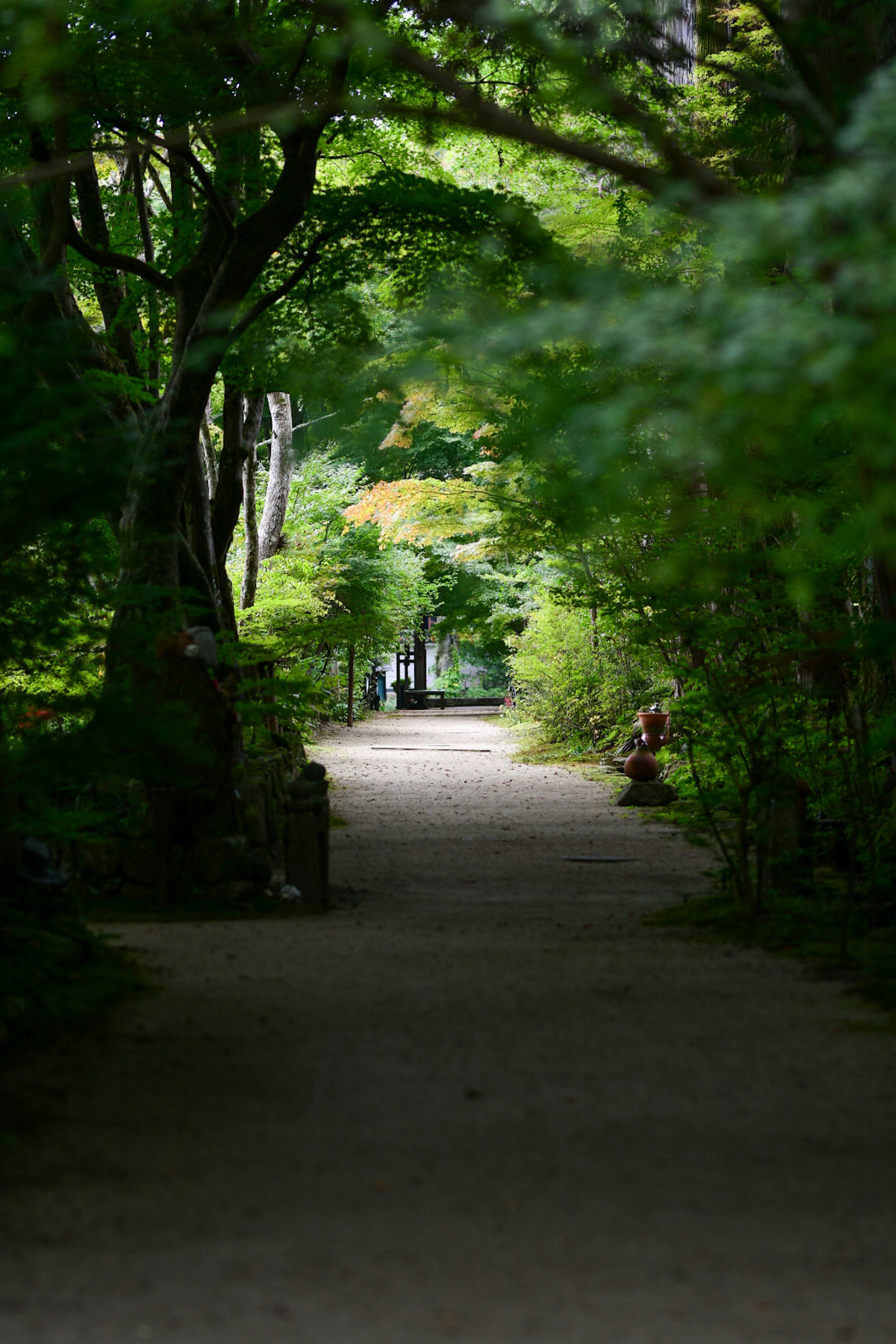 A serene walkway surrounded by lush green trees