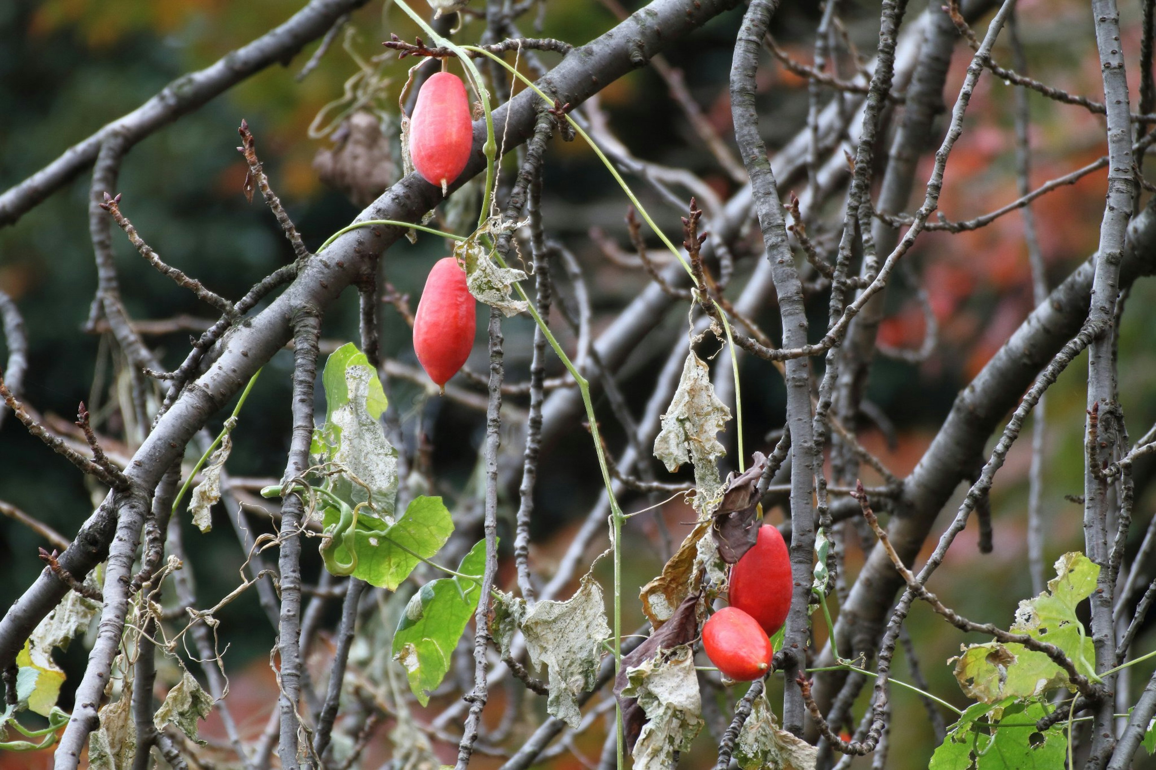 Image de branches avec des fruits rouges et des feuilles