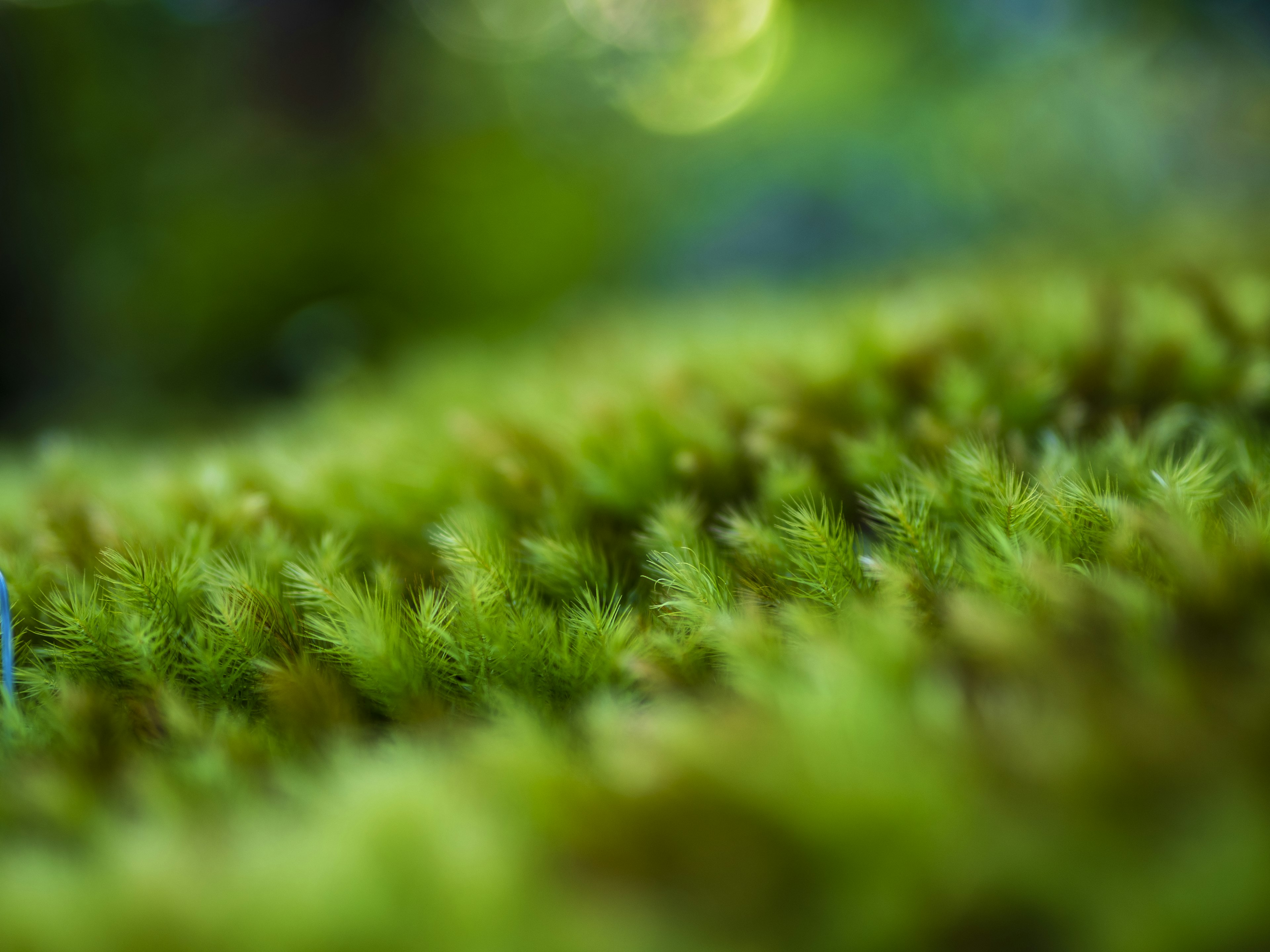 ภาพโคลสอัพของมอสสีเขียวแสดงพื้นผิวที่นุ่มนวลและพื้นหลังเบลอ