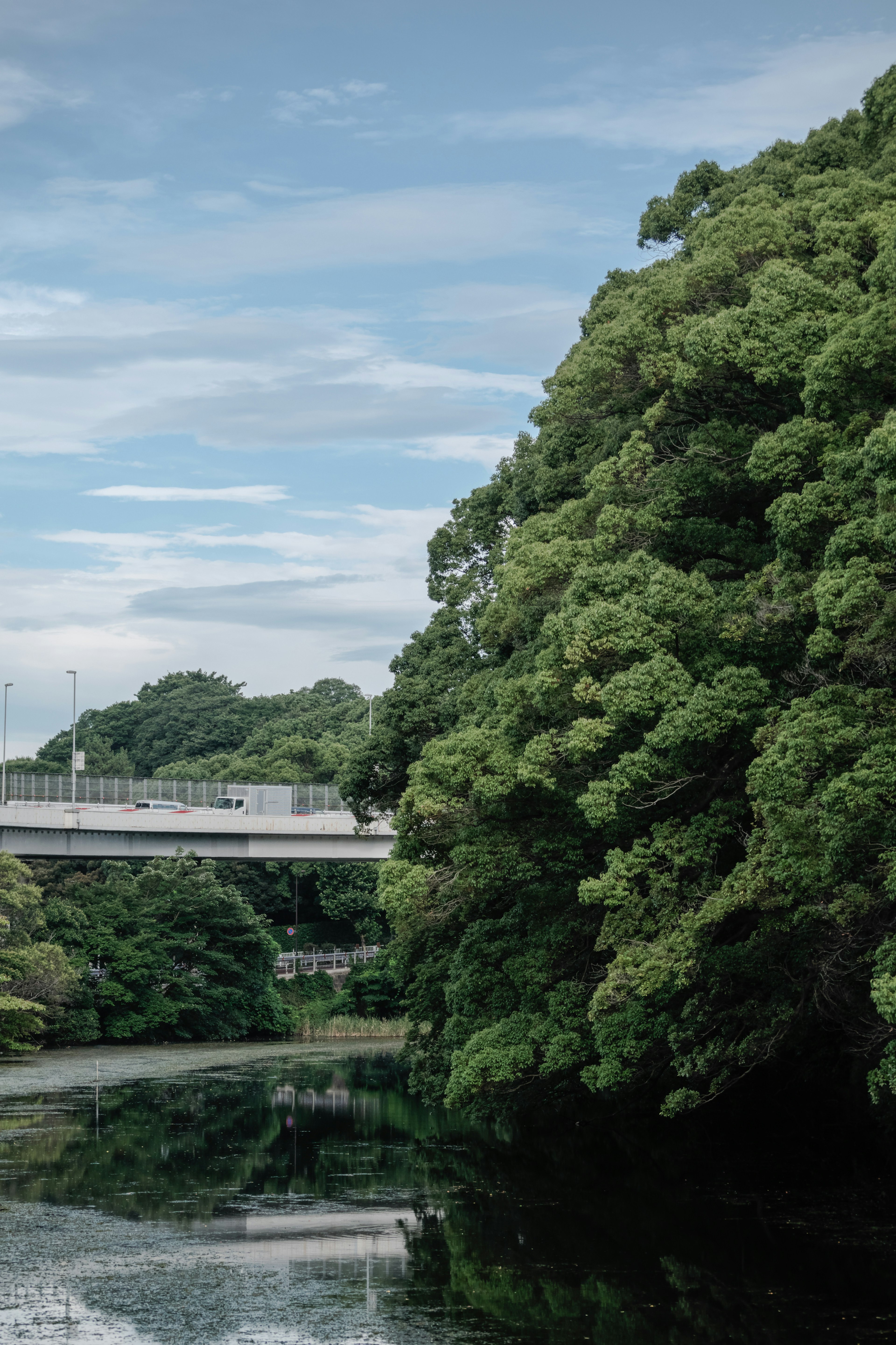 Alberi verdi rigogliosi lungo un fiume con un ponte sopra