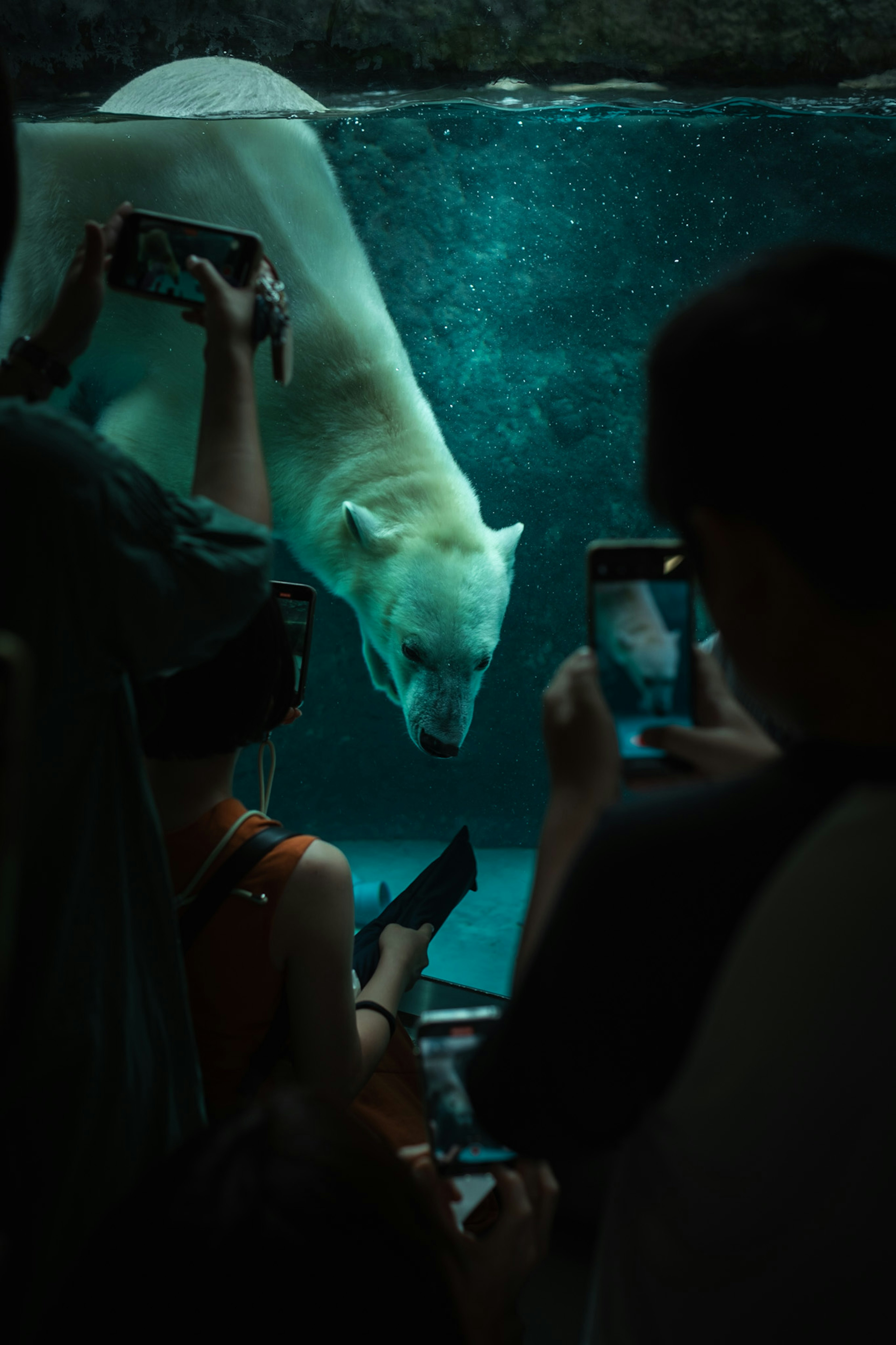 Polar bear swimming underwater with spectators taking photos