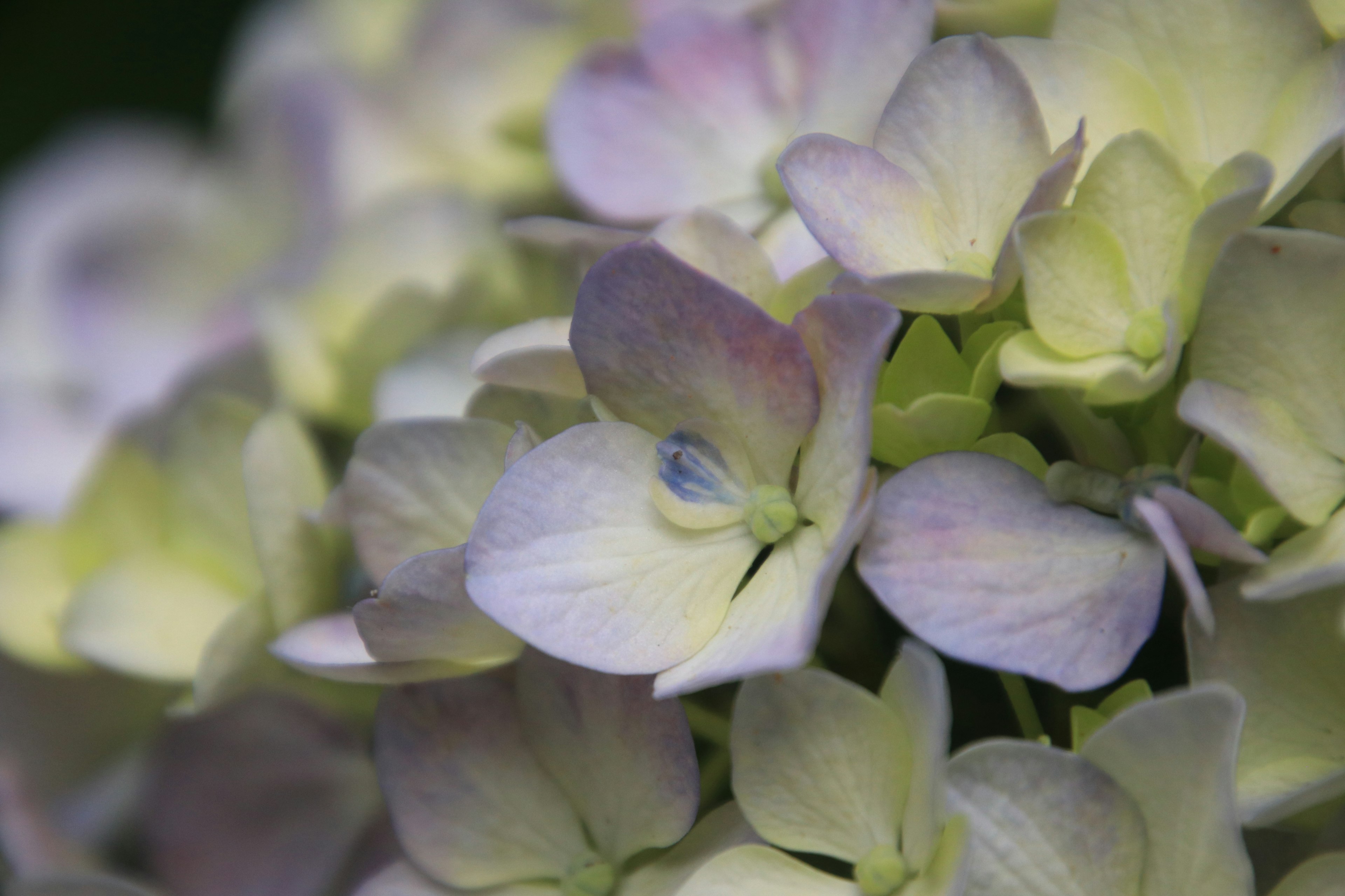 淡い紫色と緑色の色合いを持つアジサイの花のクローズアップ