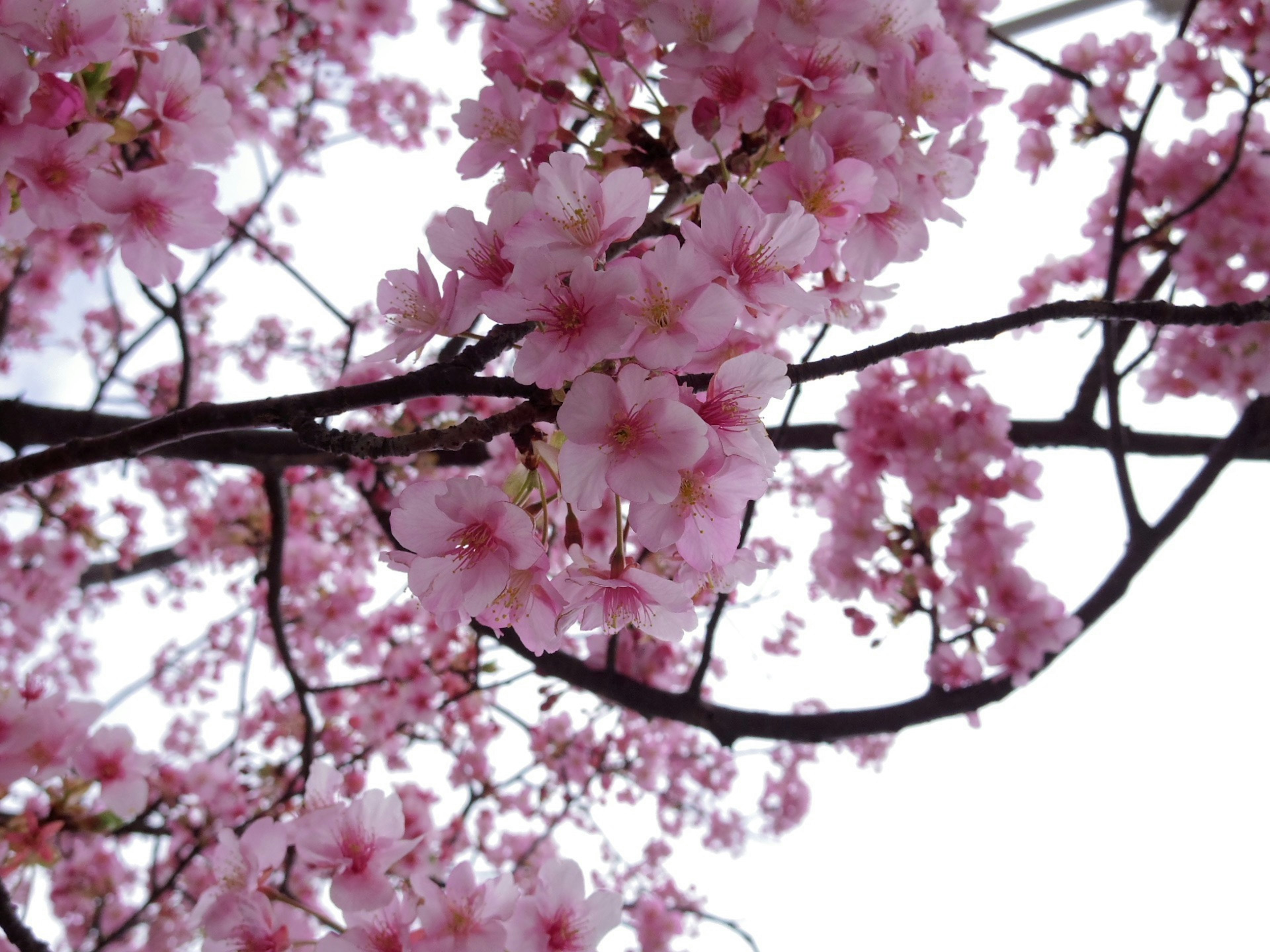 Close-up photo of cherry blossom branches with pink flowers