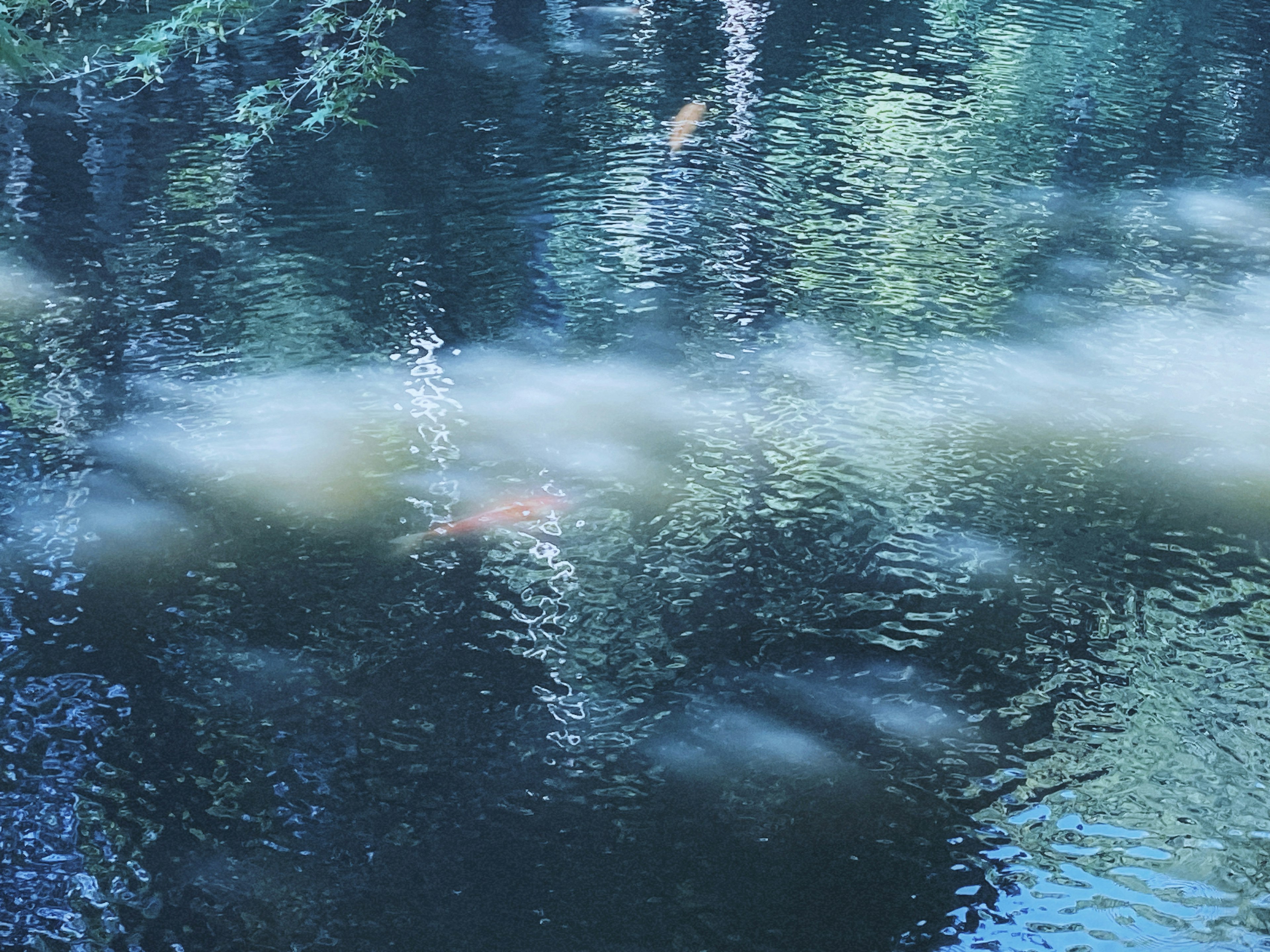 Ein ruhiger Teich mit Reflexionen von grünen Bäumen und sichtbaren Fischen im Wasser