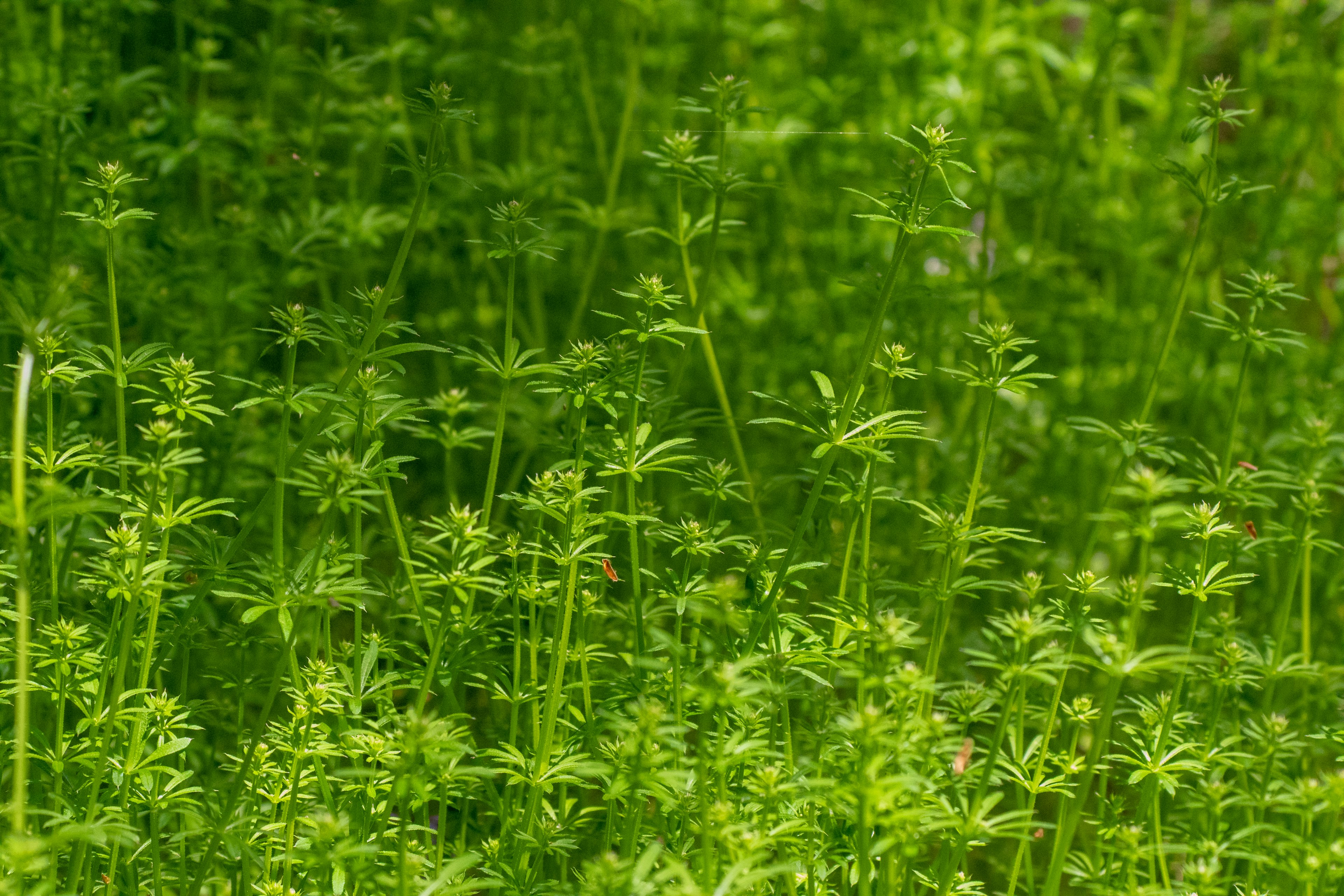 Dense growth of green plants in the image