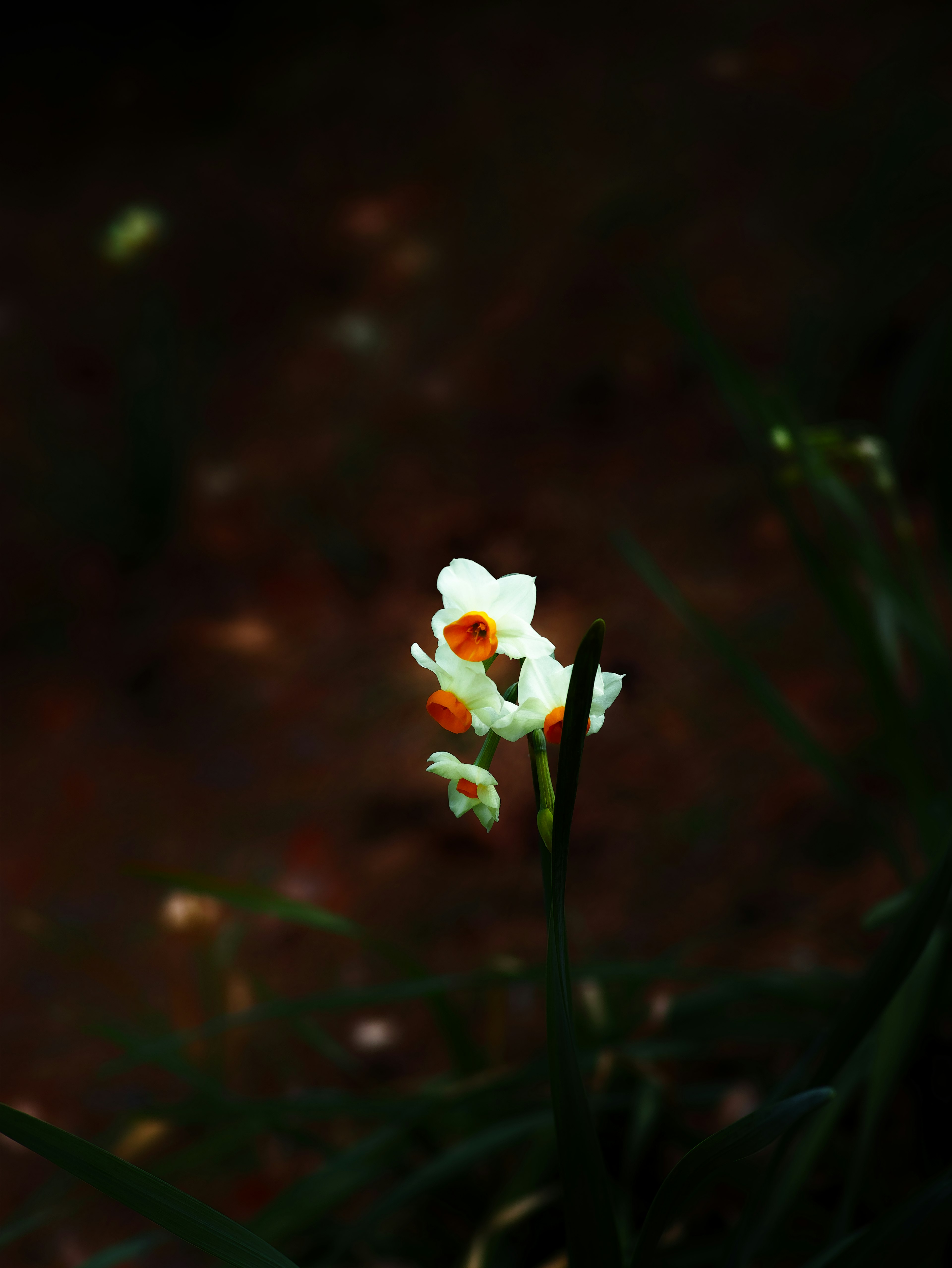 Una flor blanca floreciendo entre la hierba verde con un fondo oscuro