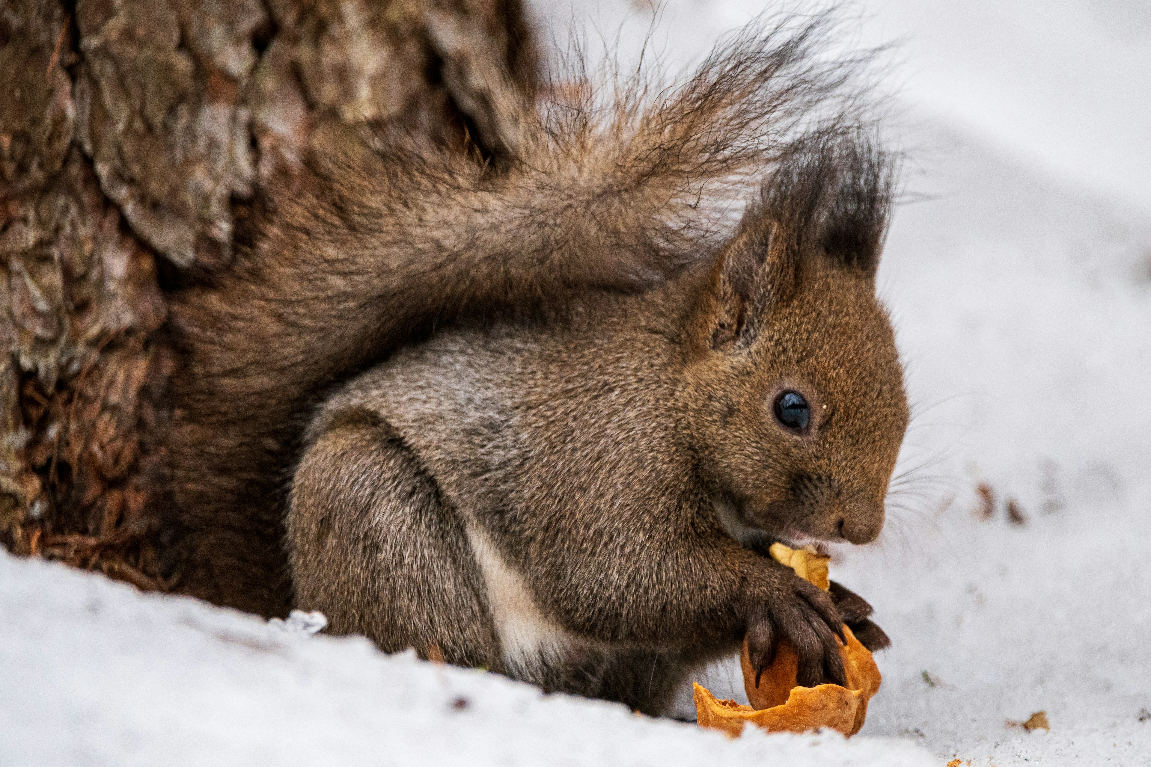 雪の中でクルミを食べているリスのアップ