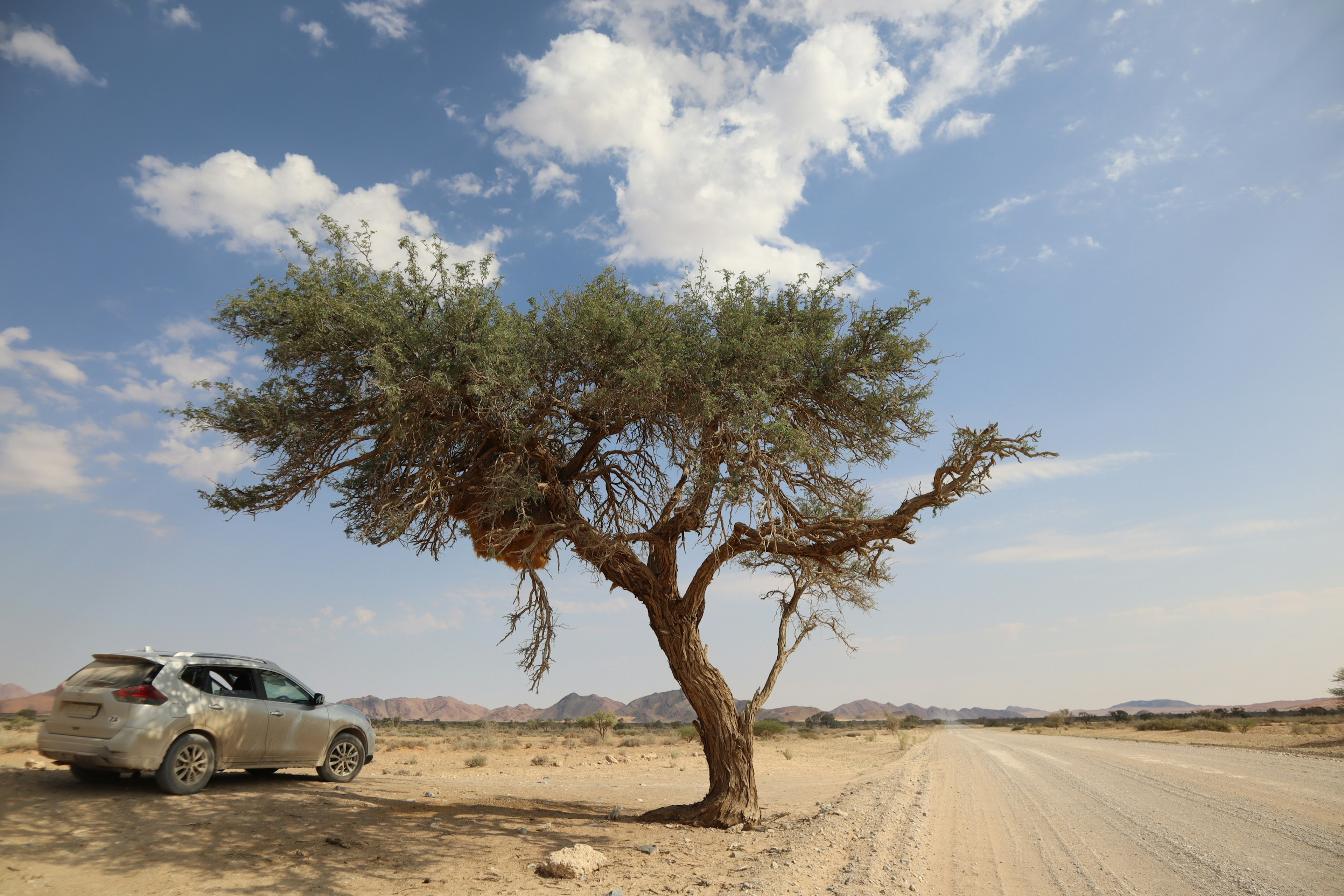 Un árbol único de pie en un paisaje seco cerca de un coche estacionado en la carretera