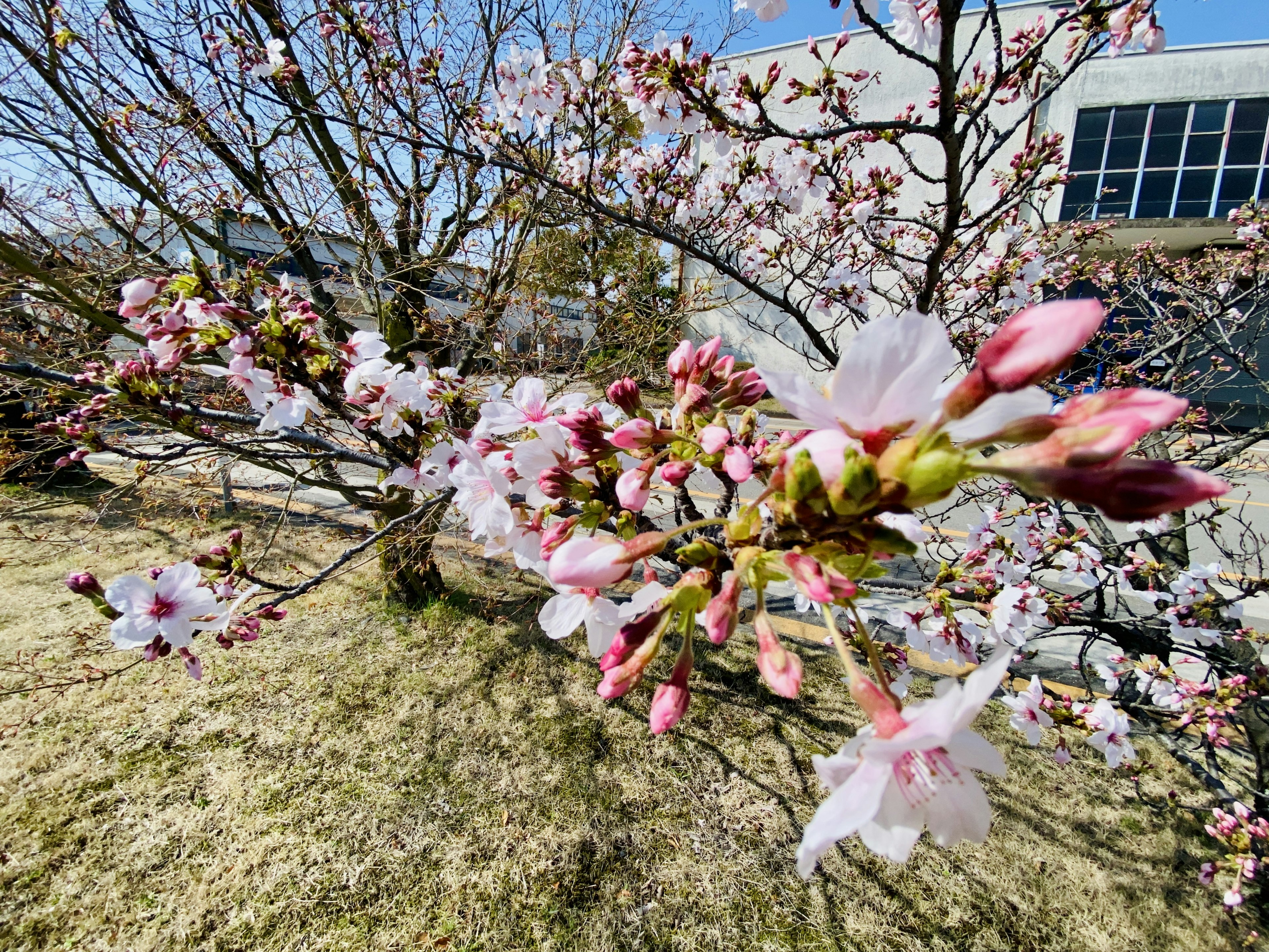 Zweig mit blühenden Kirschblüten vor blauem Himmel