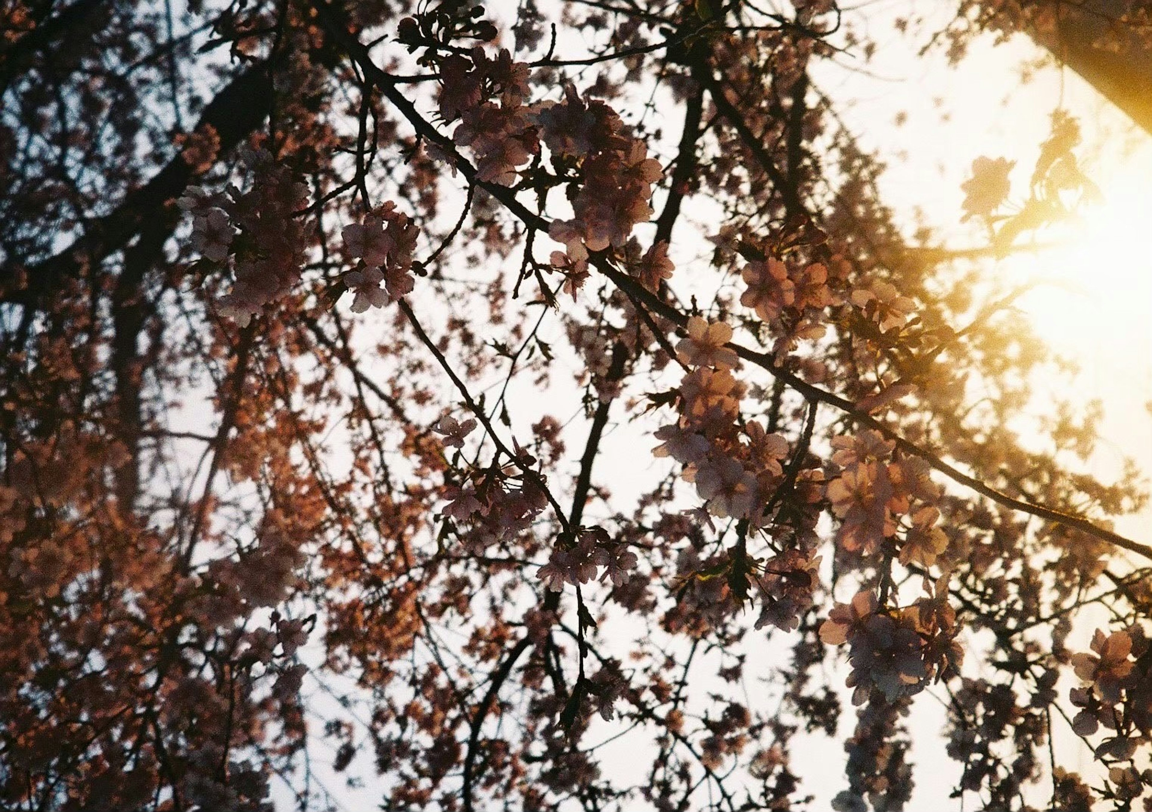 Close-up of cherry blossoms and branches bathed in soft sunlight