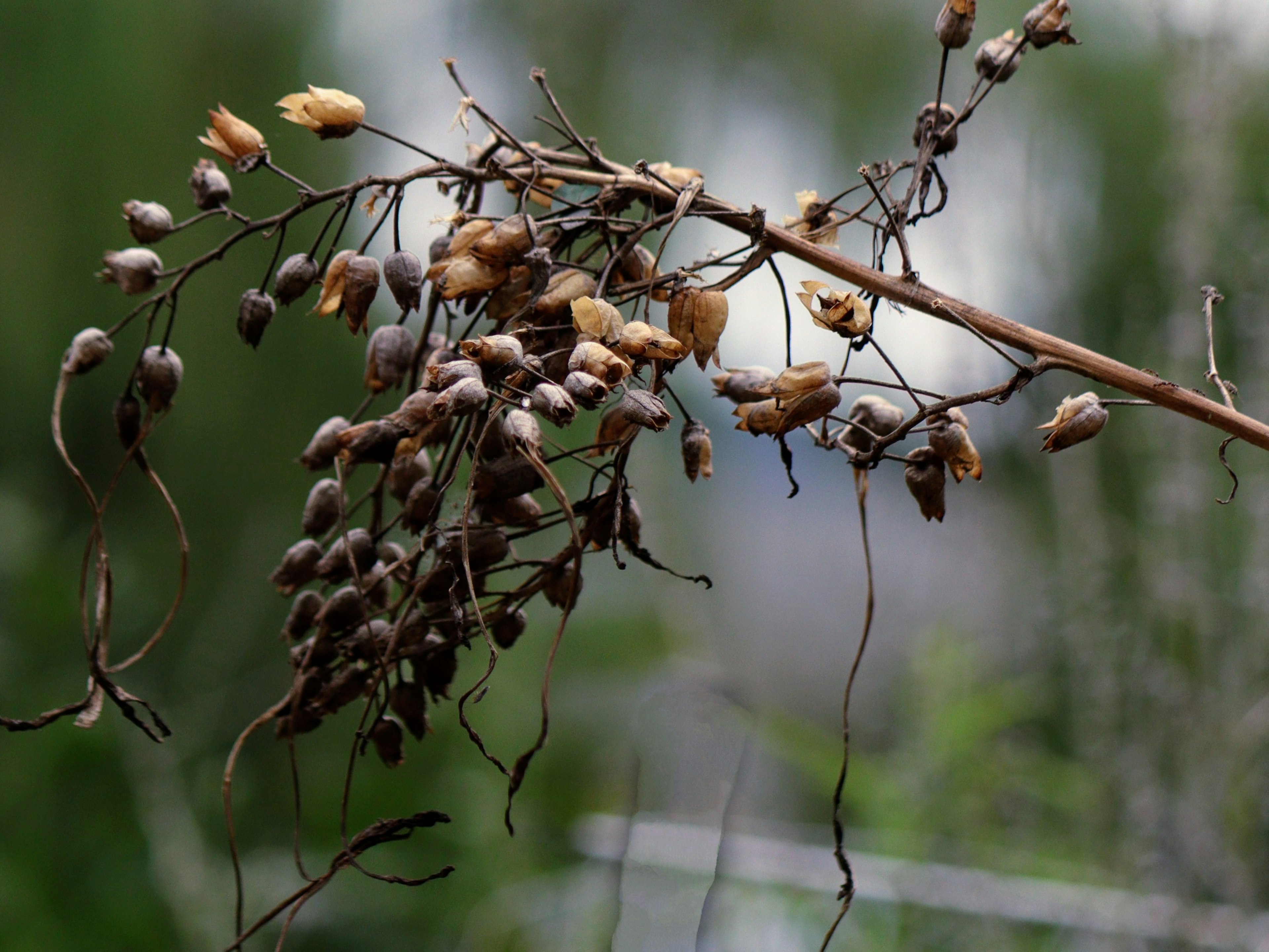 Tige de plante sèche avec des gousses de graines suspendues