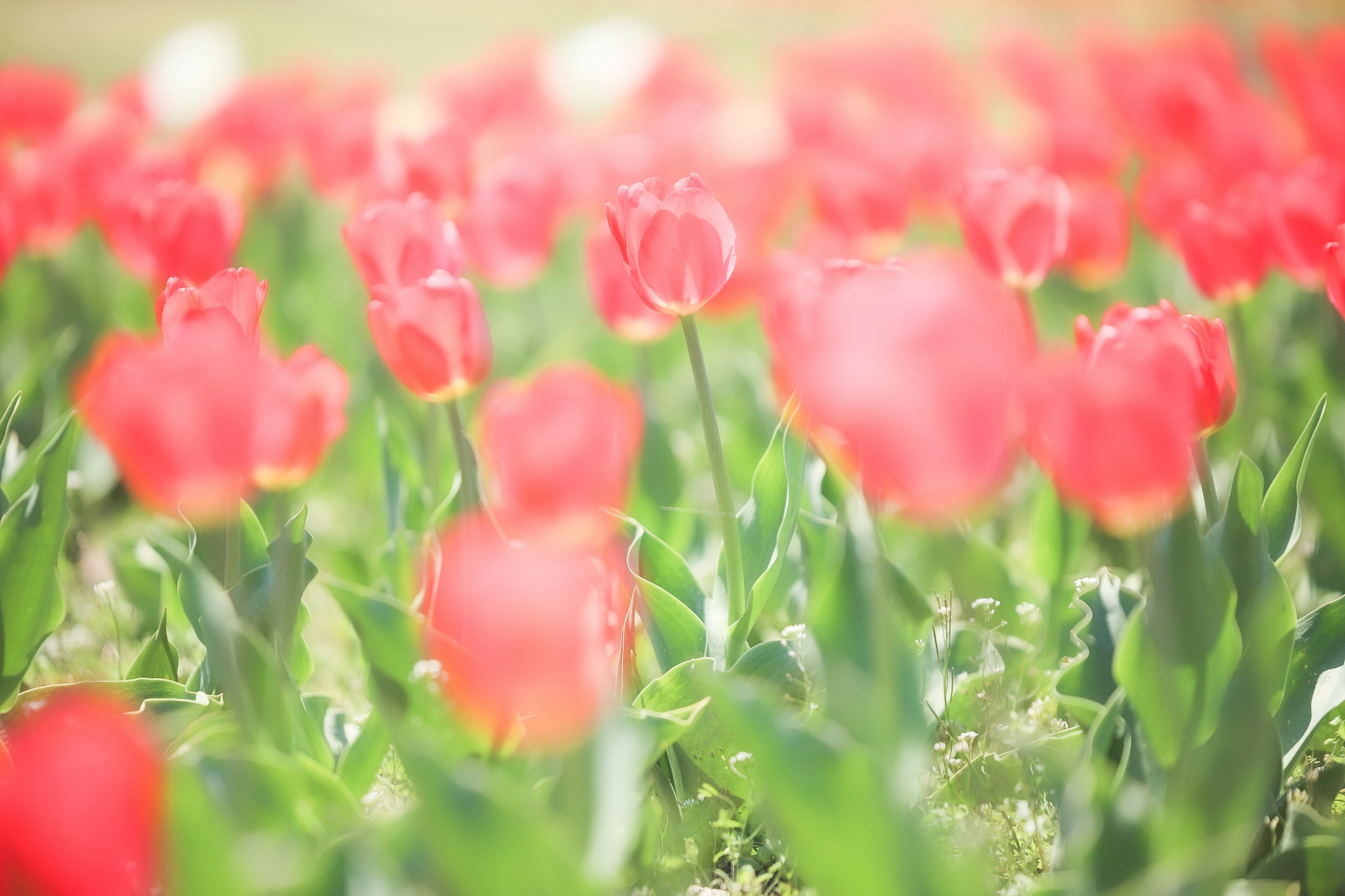 赤いチューリップが咲くぼやけた花畑の風景